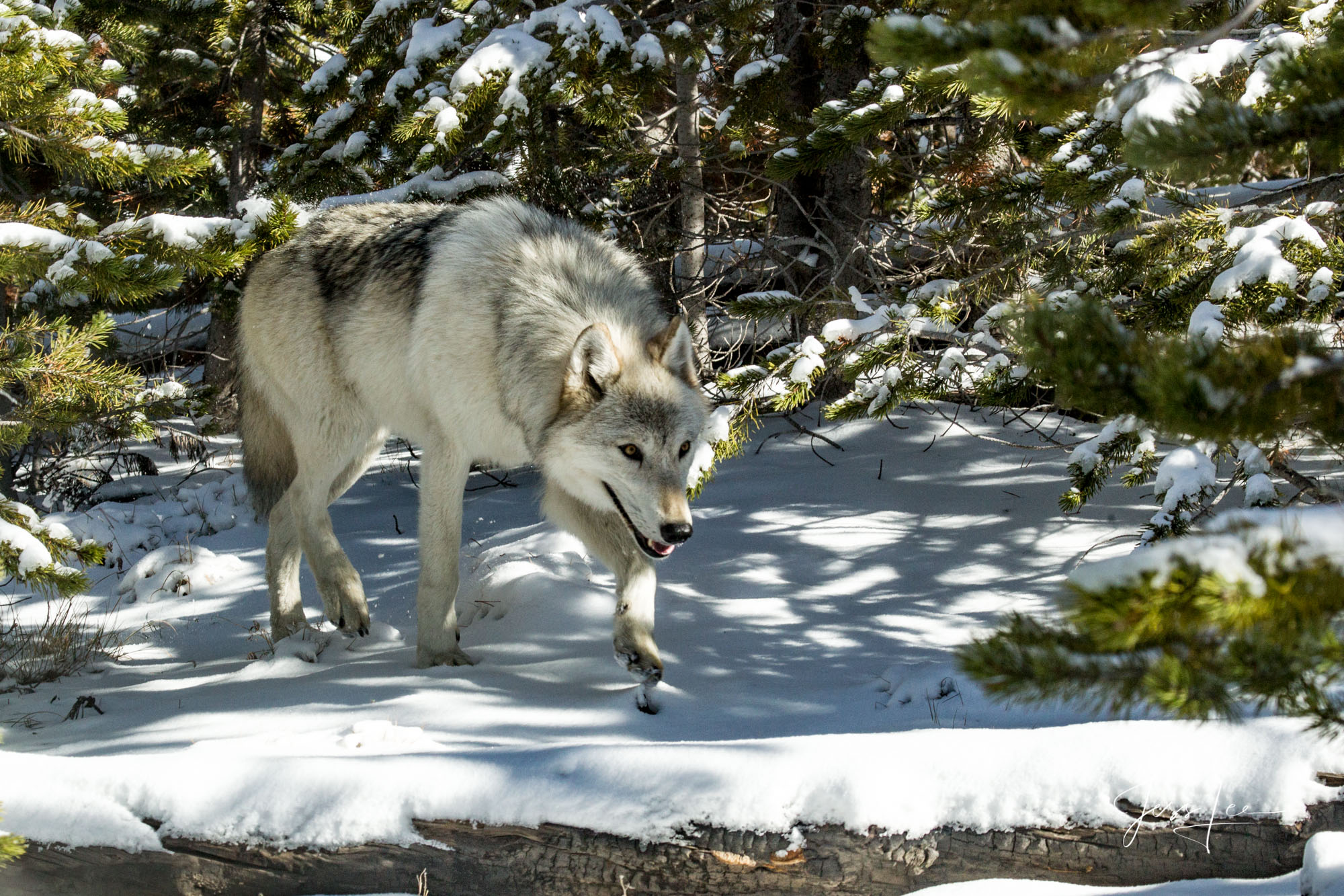The White Wolf Winter Wolf in the Snow