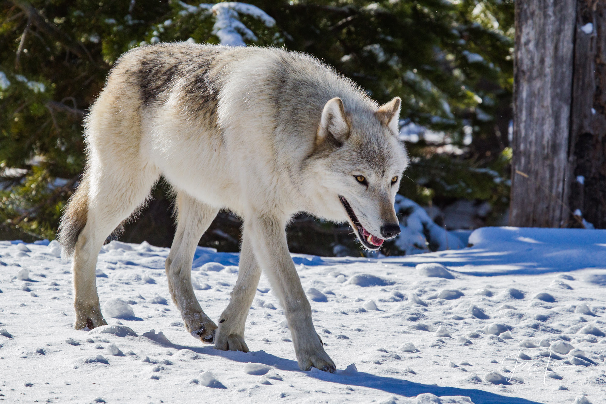 White Yellowstone Wolf in the Wild. Exclusive limited edition photo of 1200 prints by Jess Lee