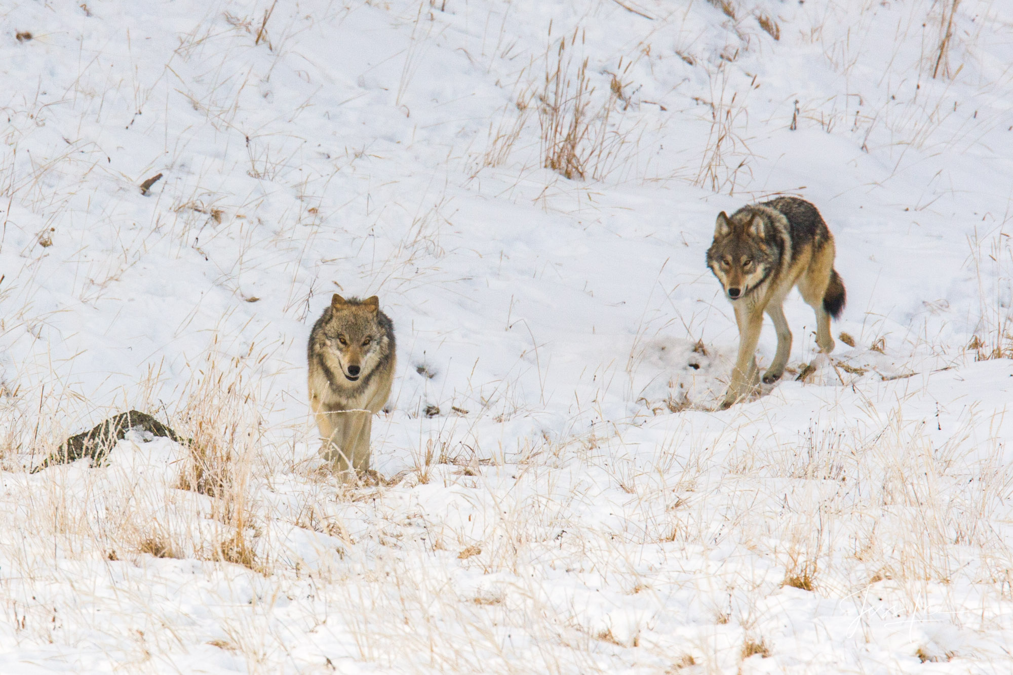 Young wolf planing with adults