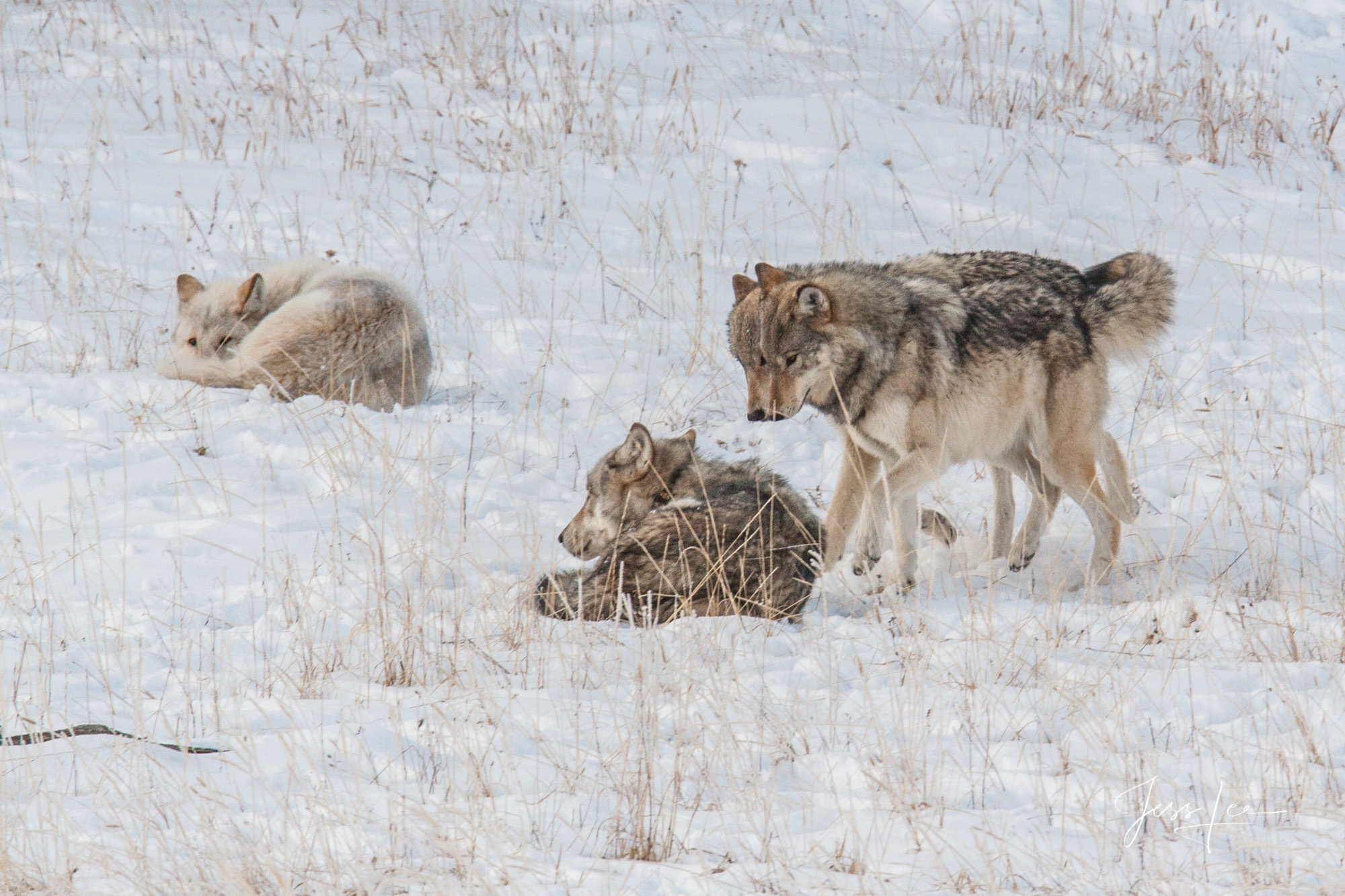 Young wolves playing with parents