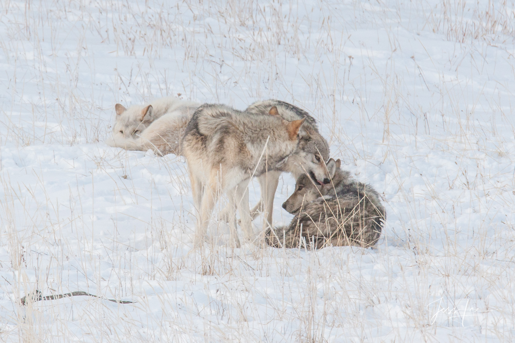 Sub adult wolves playing with parents