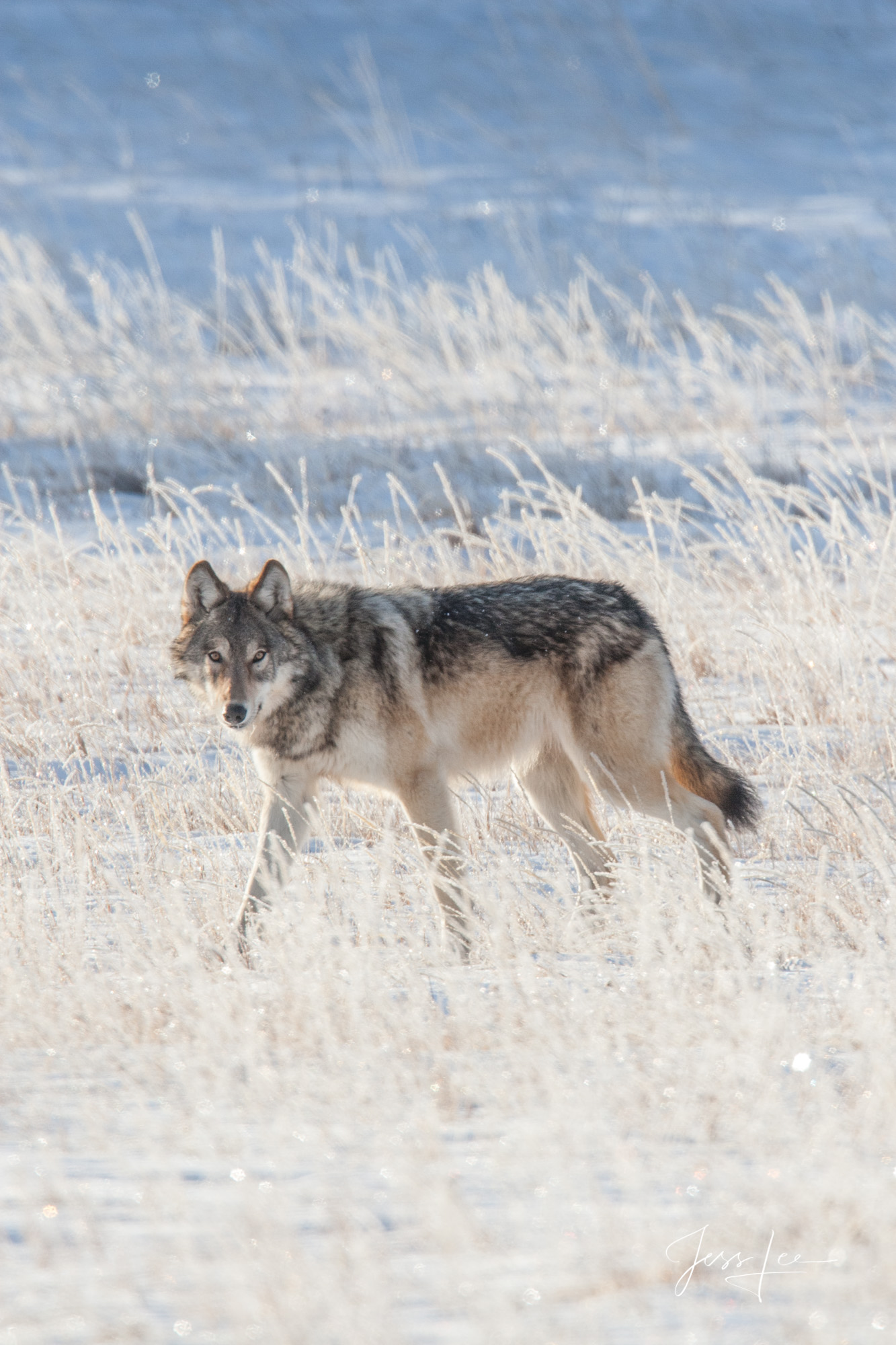 Winter Wolf walking in the Snow