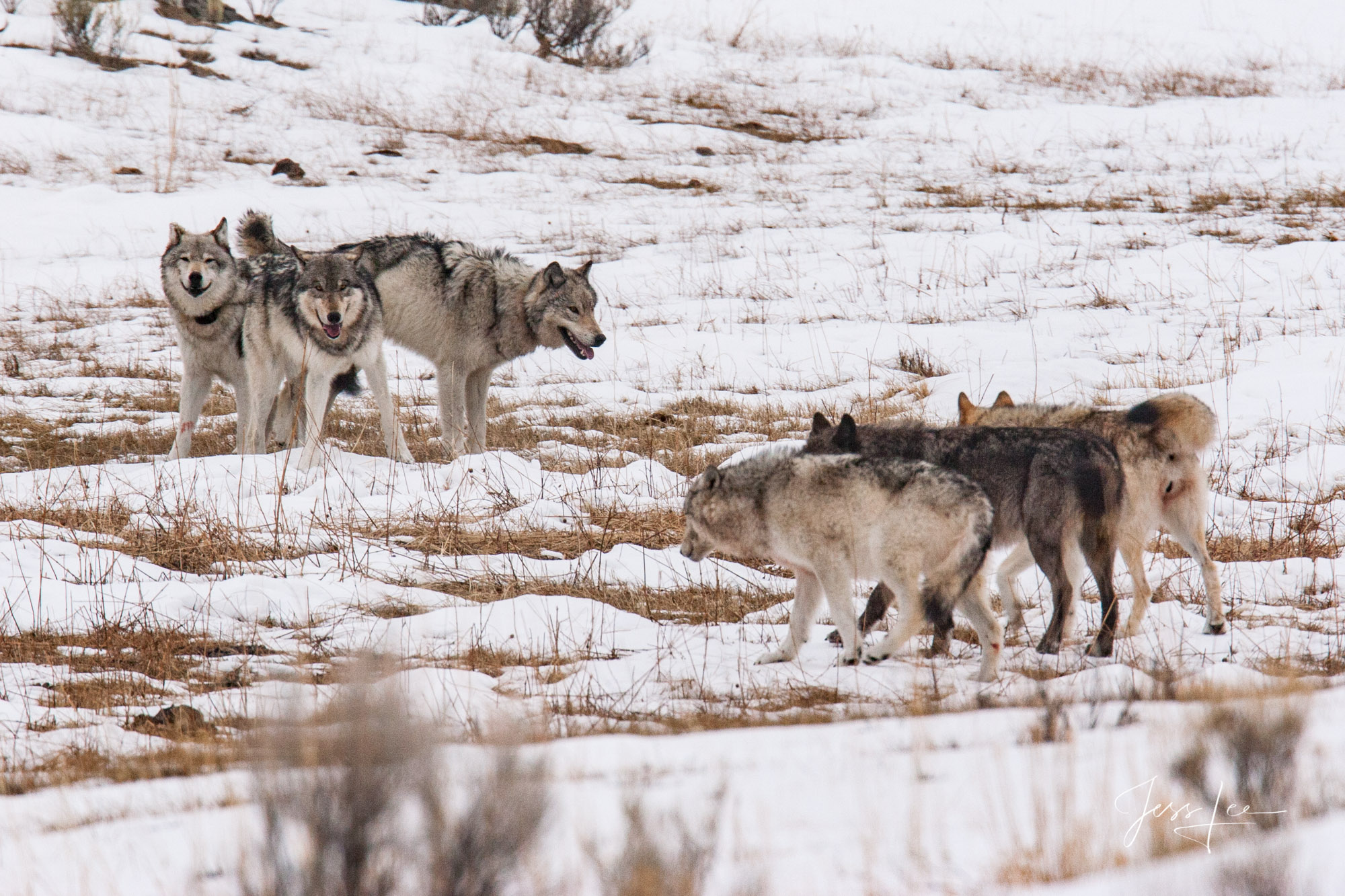 Picture of Two packs of wolves facing off during breeding season. This photo was chosen as the lead for a National Wildlife Article...