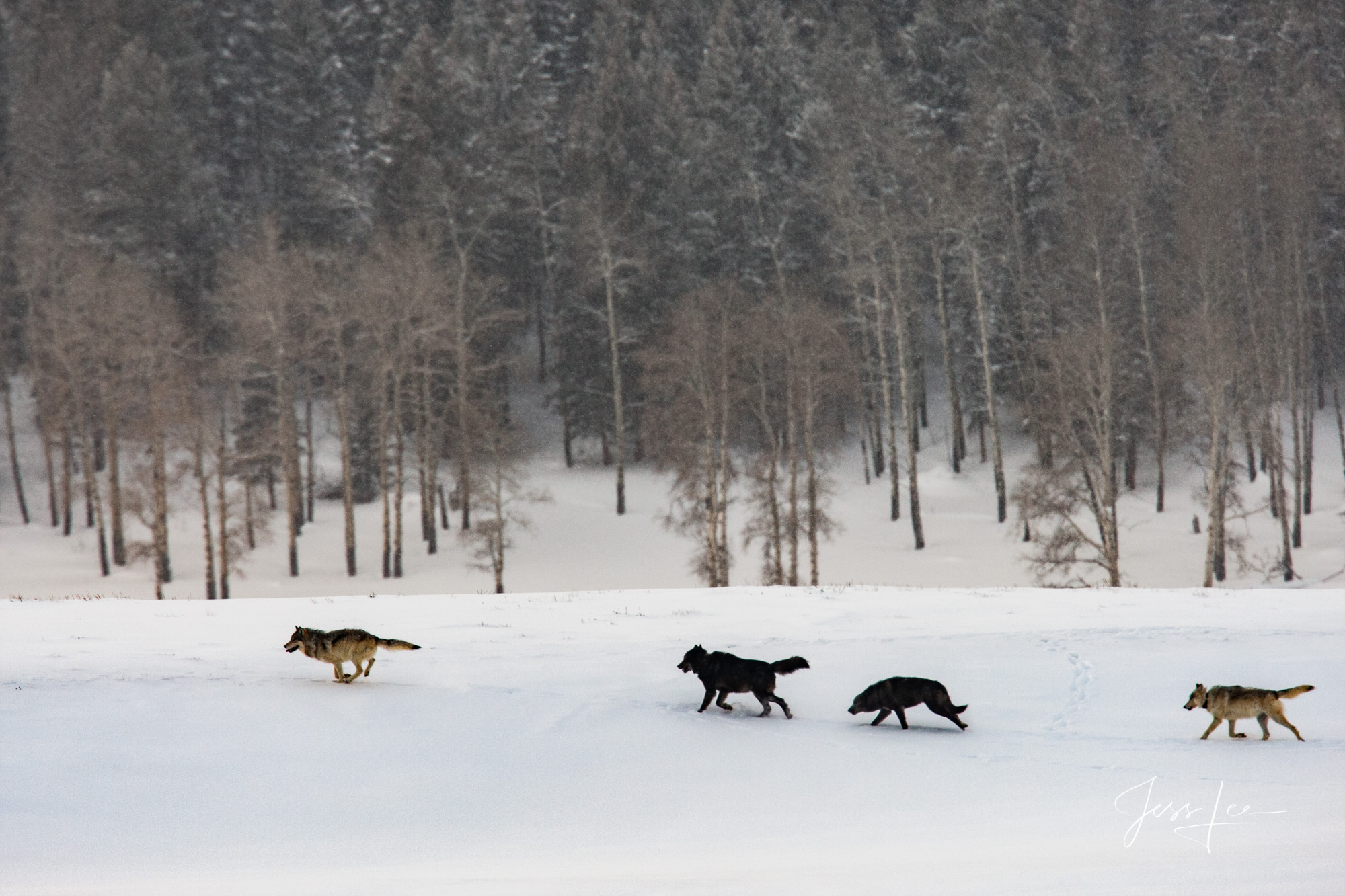 Wolves hunting in snow picture in the Wild.  Exclusive limited edition photo of 200 prints by Jess Lee