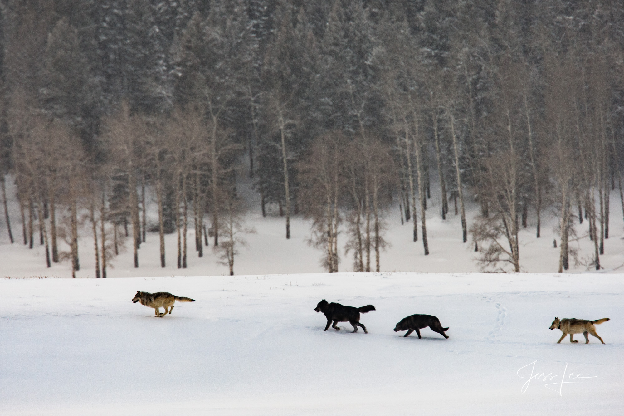 Wolves hunting in snow Winter Wolf in the Snow