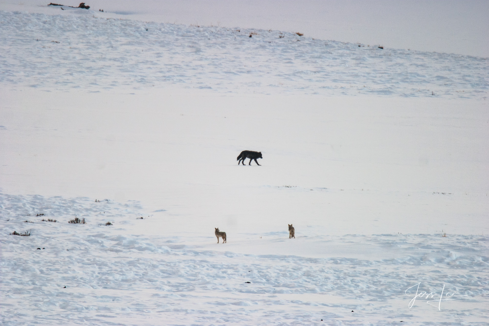 Wolf being watched by Coyotes