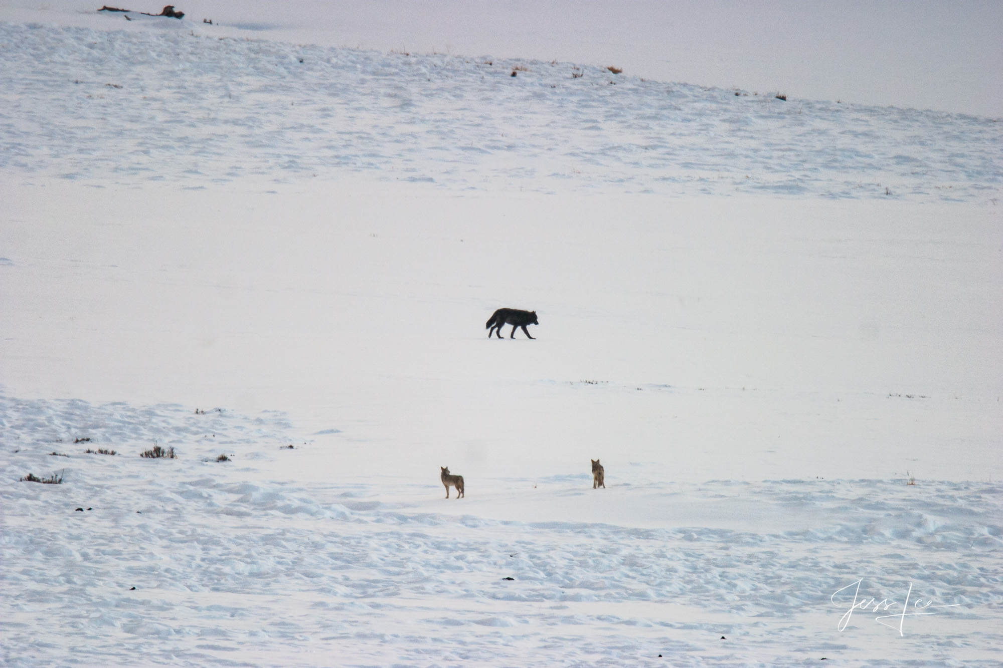 Winter Wolf in the Snow