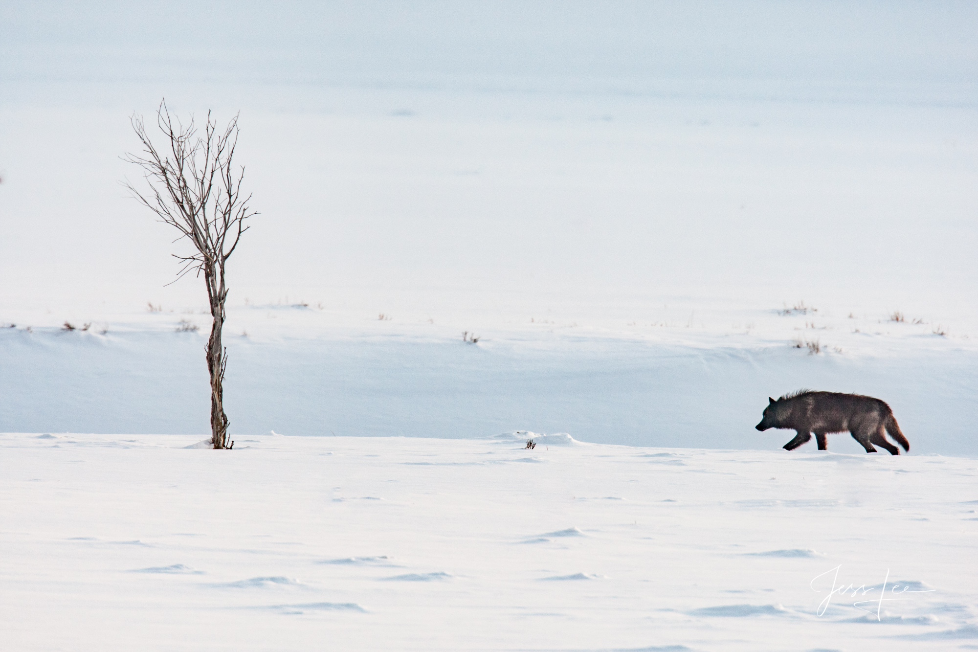 Lone Yellowstone Wolf in the Wild. Exclusive limited edition photo of 200 prints by Jess Lee