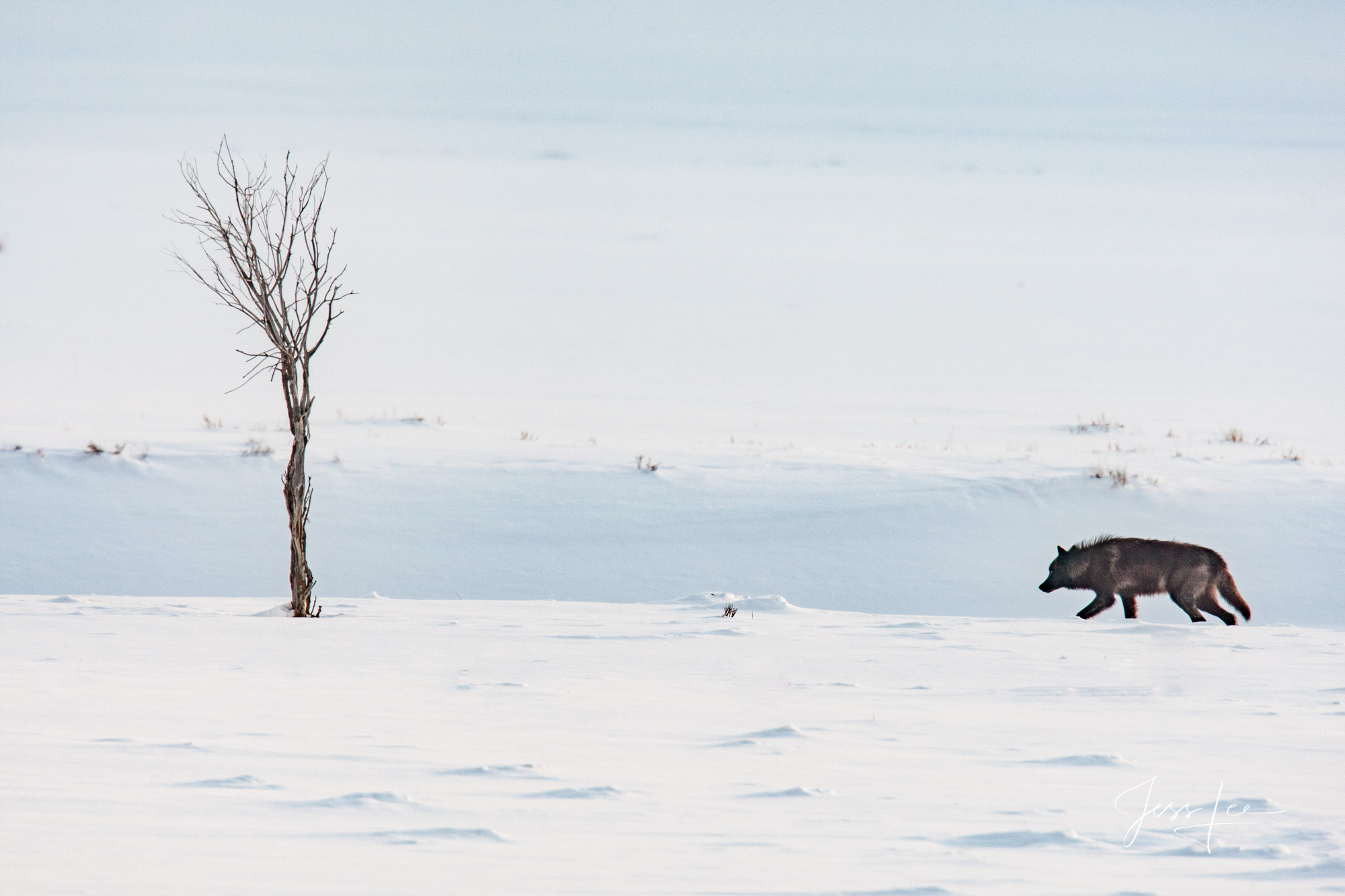lone Yellowstone wolf Lone Winter Wolf in the Snow