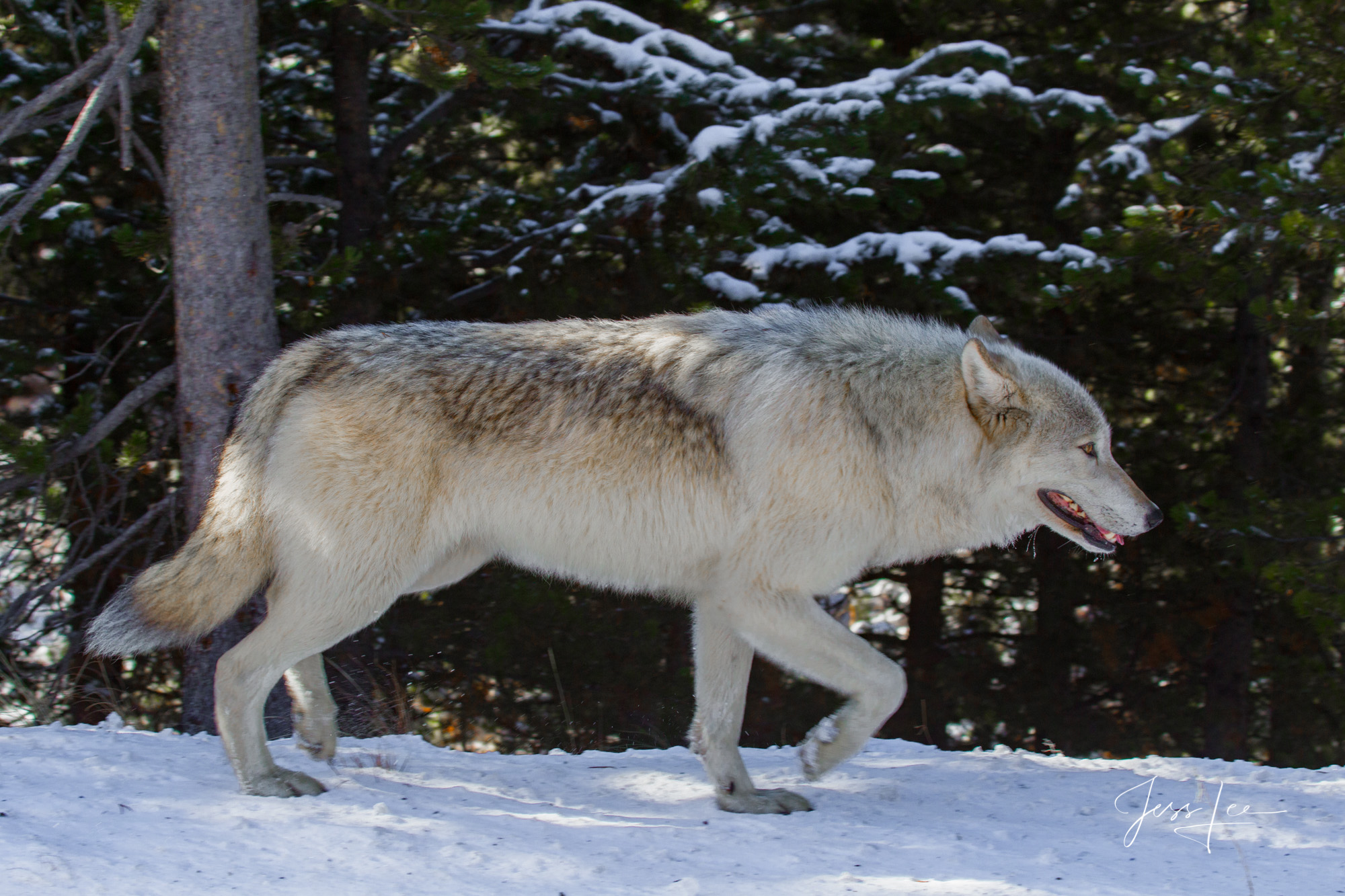 Winter Wolf in the Snow alpha female White Wolf