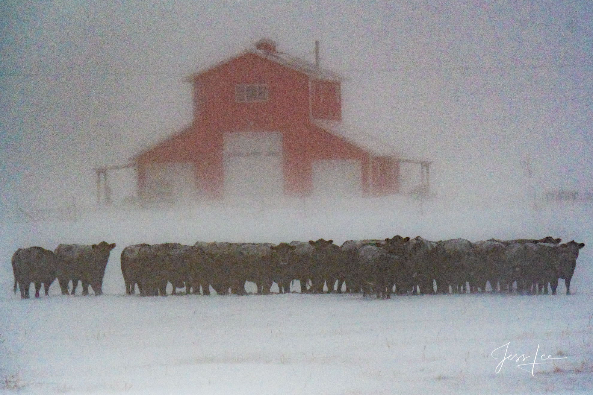 Fine Art Limited Edition Photography of Cowboys, Horses and life in the West. Montana cattle in a snow storm. This is part of...