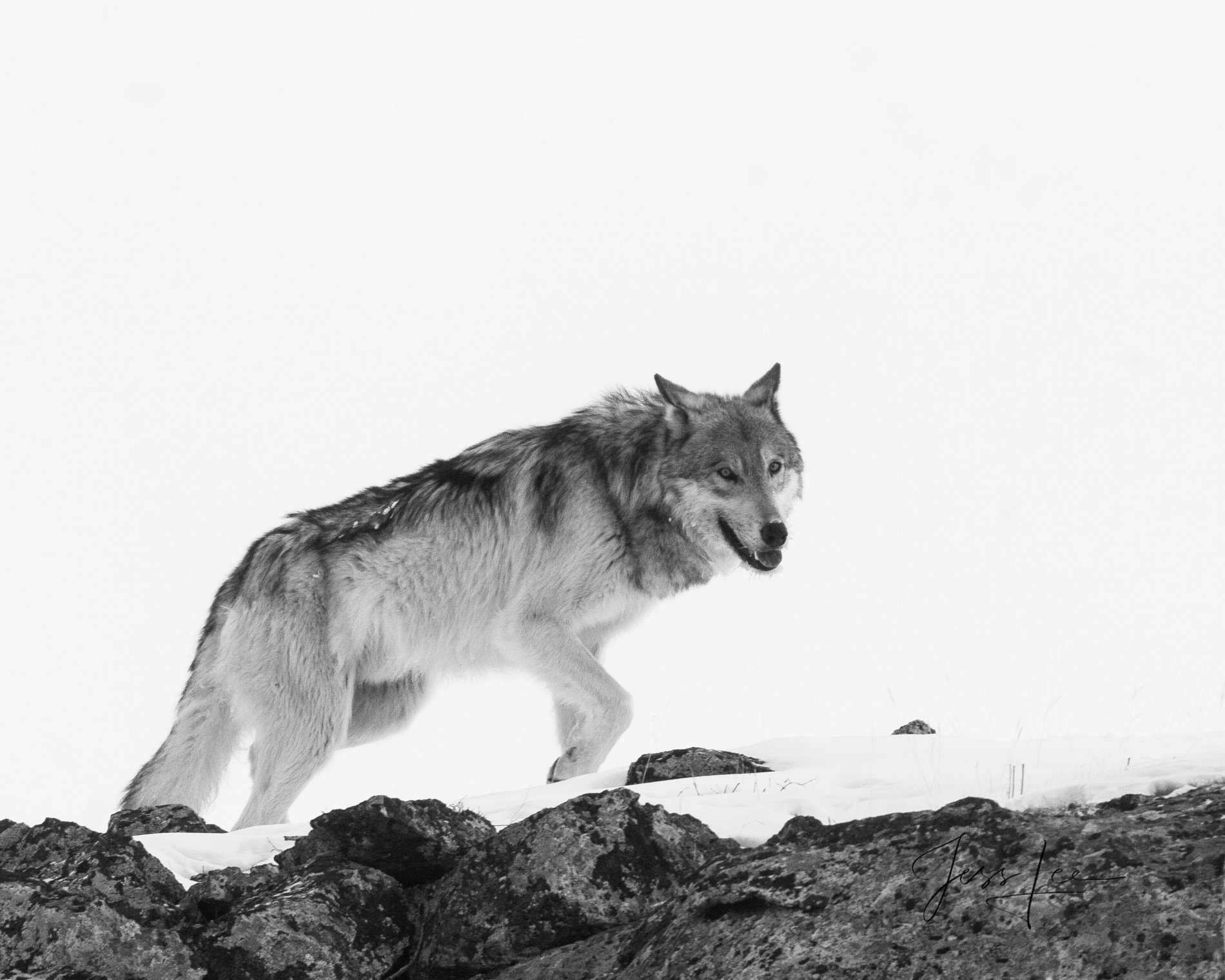 Yellowstone wolf-9picture Picture of a worried Wolf