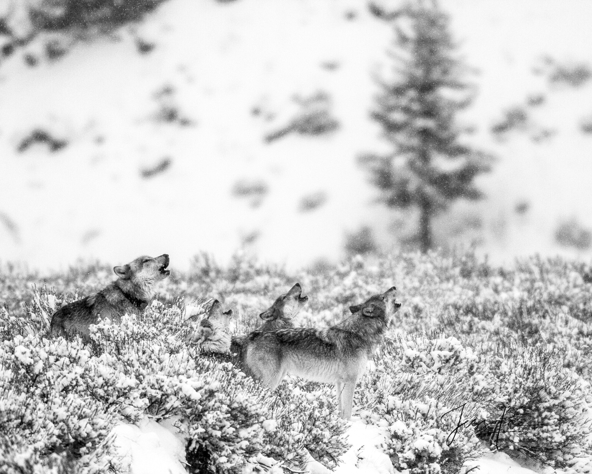 Yellowstone wolf-11picture Picture of howling wolves