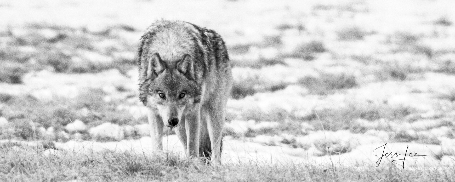 Picture of a Gray wolf staring
