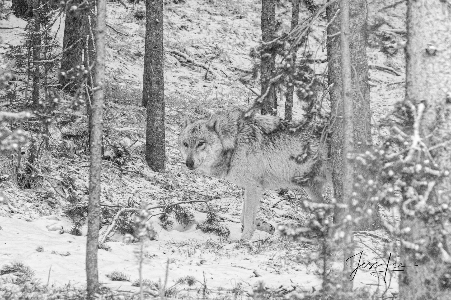 Picture of forest Ghost Wolf