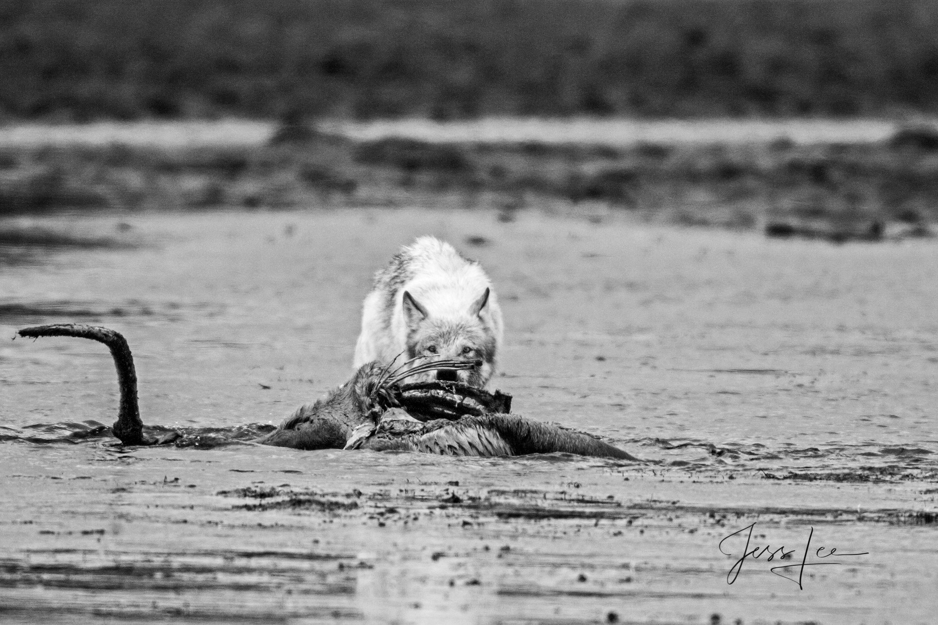 Wild Wolf Elk Steak Wolf eating elk picture