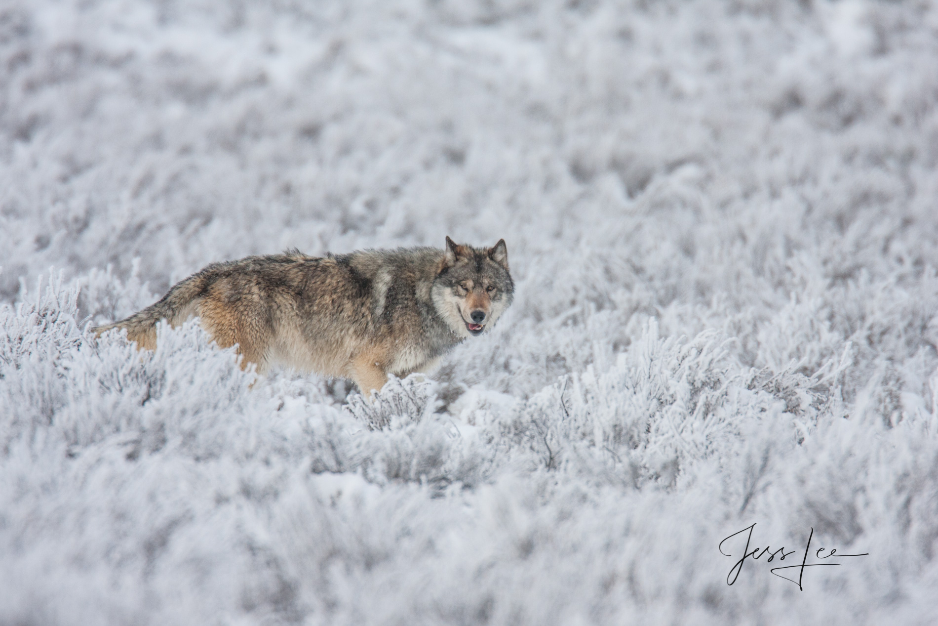 Yellowstone wolf in winter Picture of a Yellowstone wolf