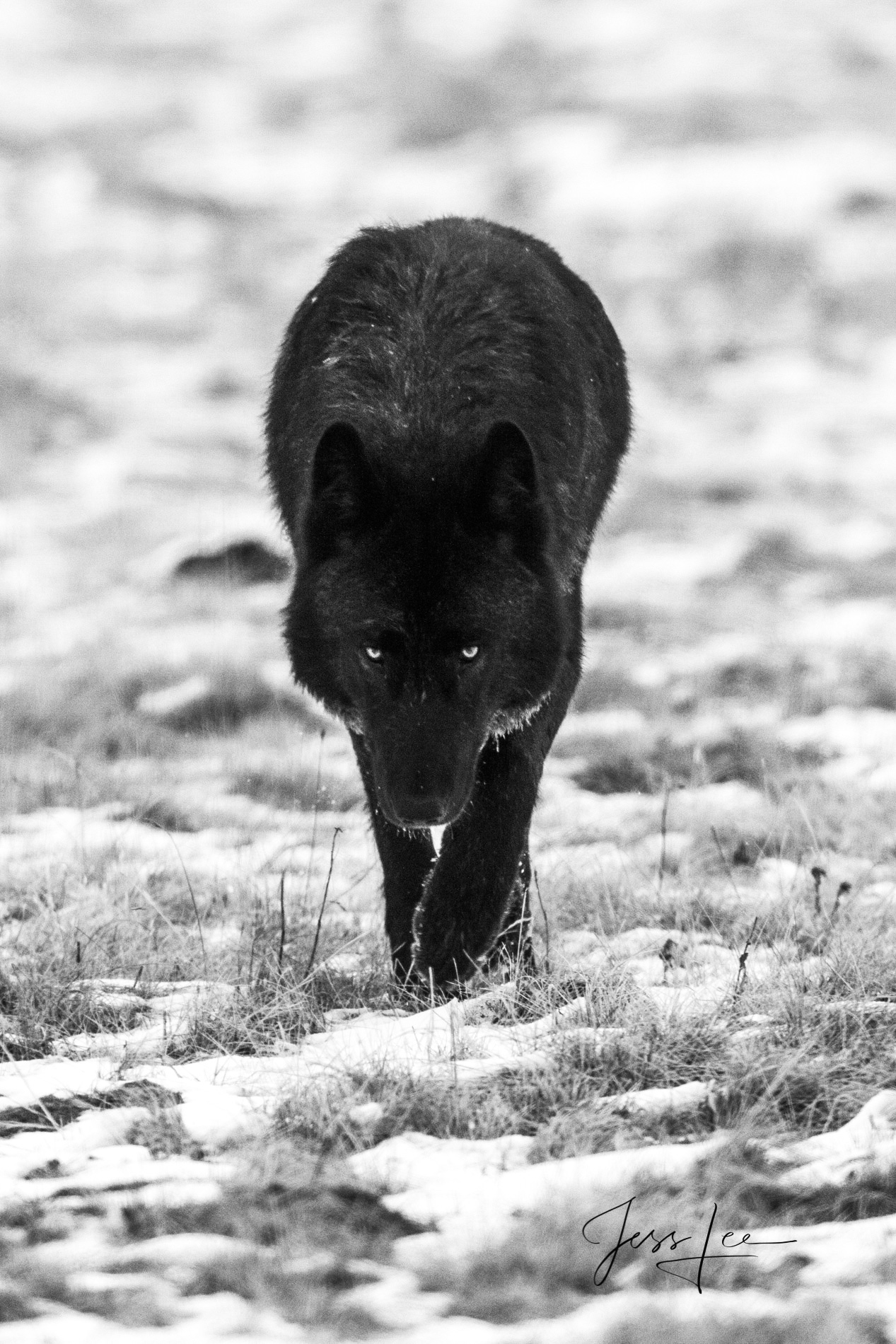 Picture of 302 the Casanova Wolf