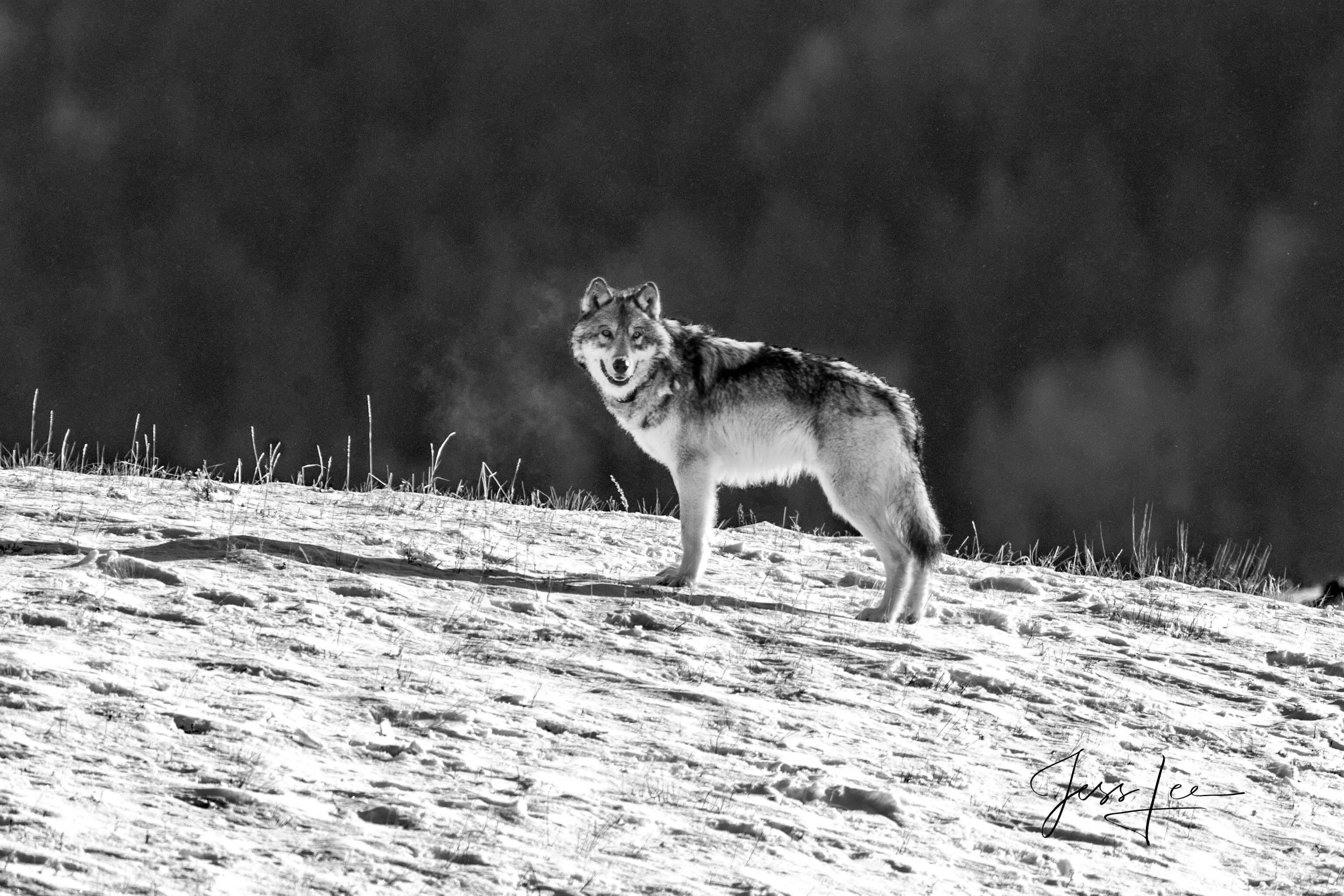 Yellowstone wolf picture-3 Picture of steaming wolf