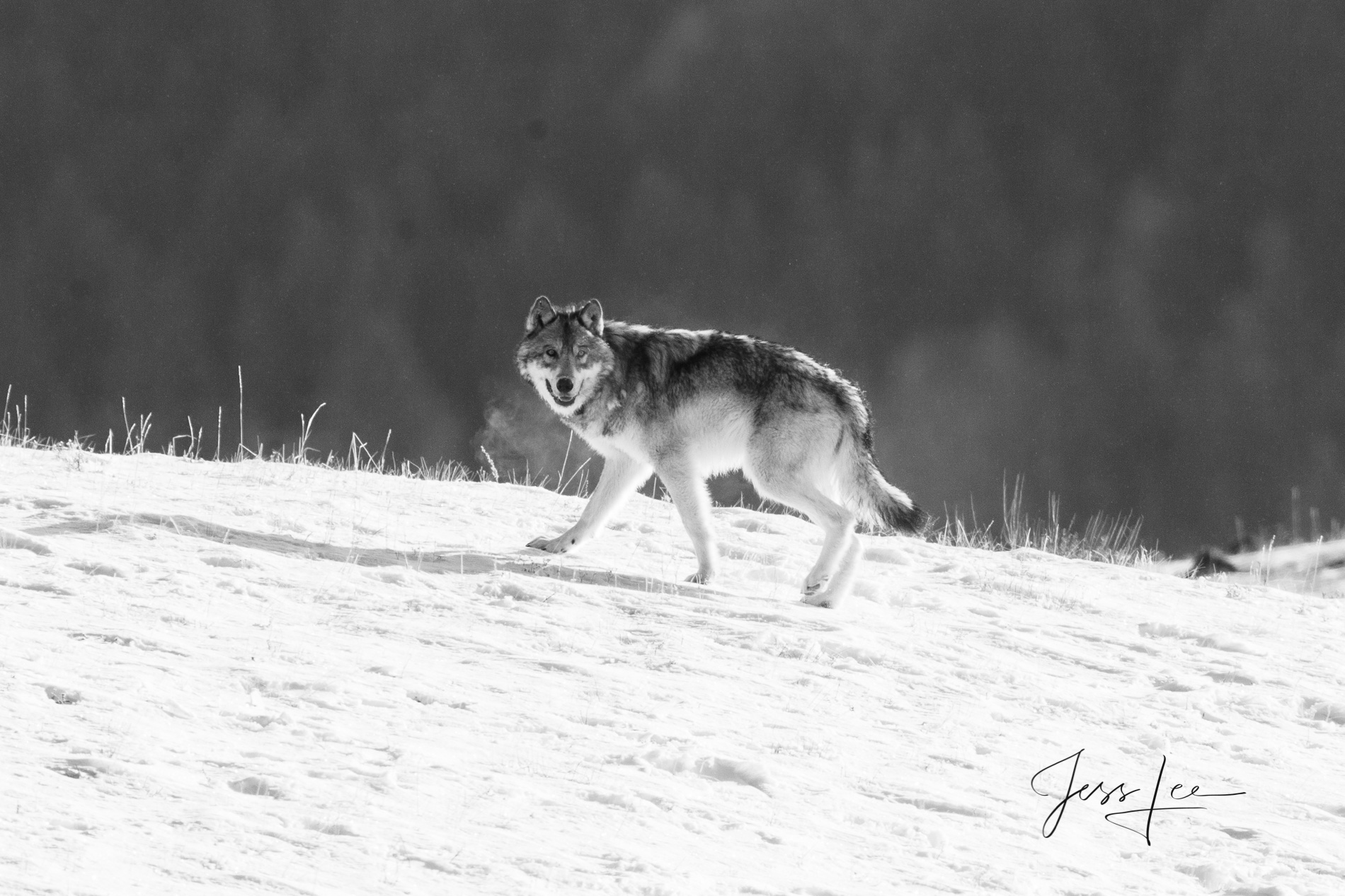 picture of gray wolf