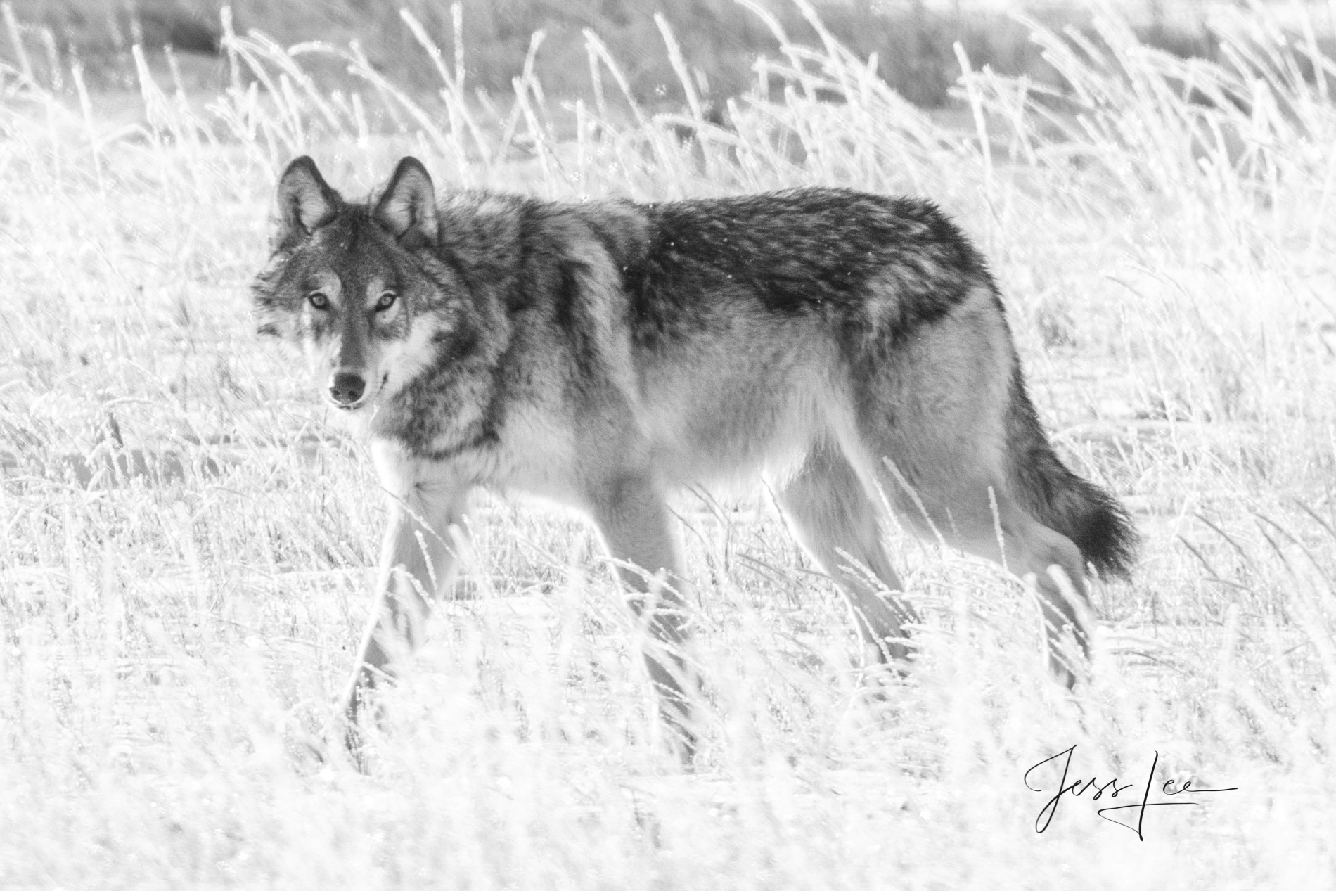 Yellowstone wolf-10picture Picture of a passing wolf