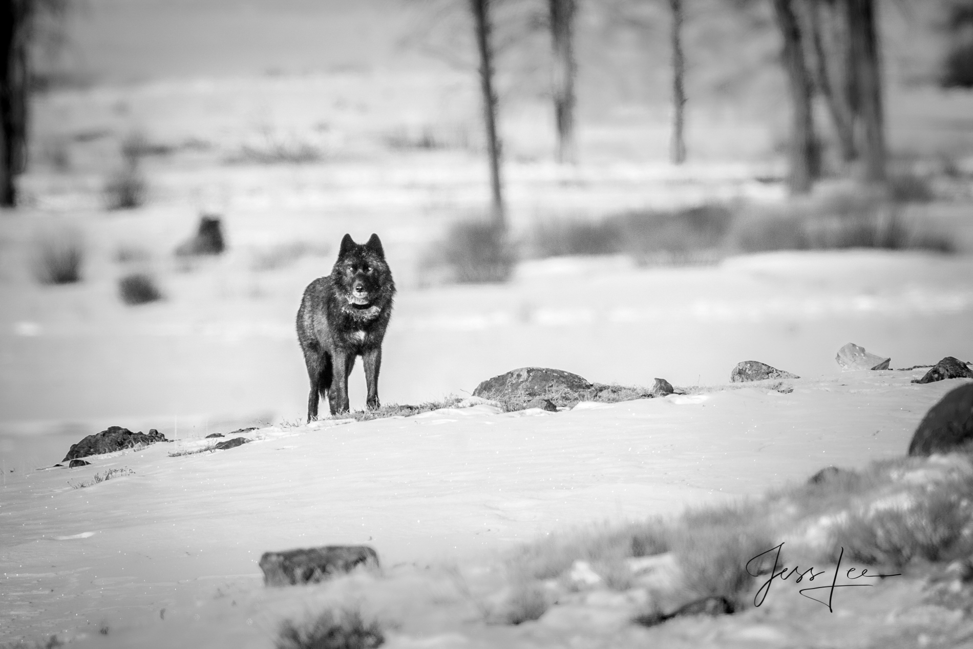 Picture of Black wolf on guard