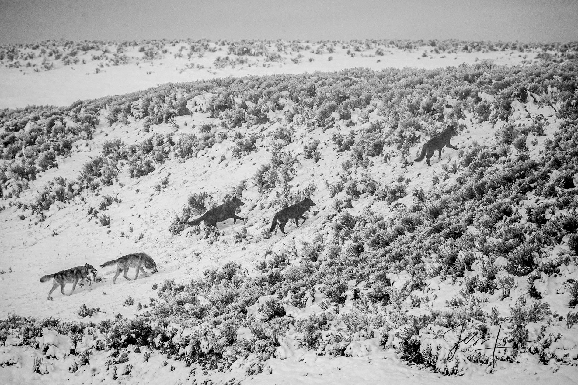 Yellowstone wolf-16picture picture of hunting wolf pack