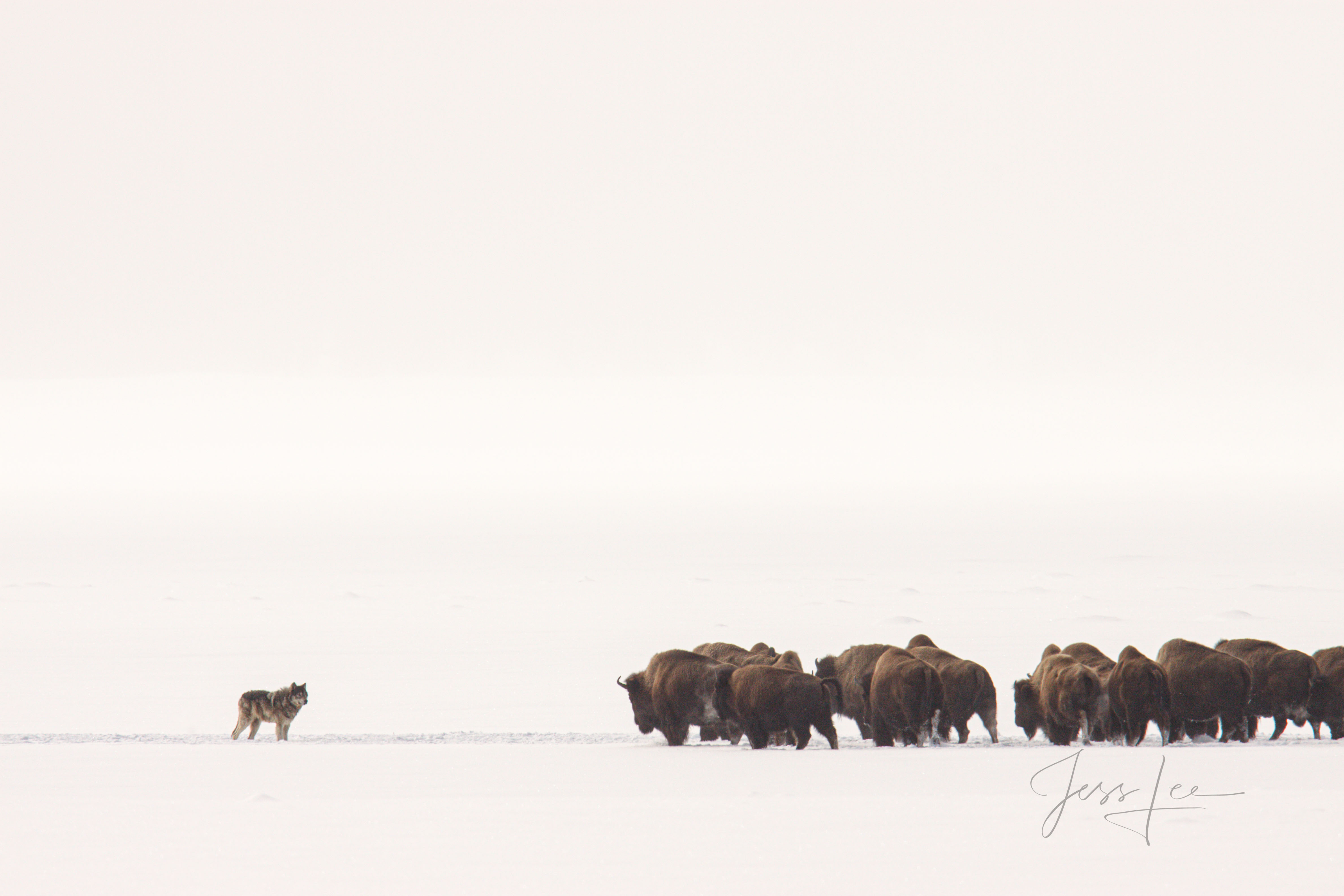 Arizona, arabian horse, arizona winter, cowboy, desert, horse, horseman, scottsdale, western, Winter wolf, wolves in winter...