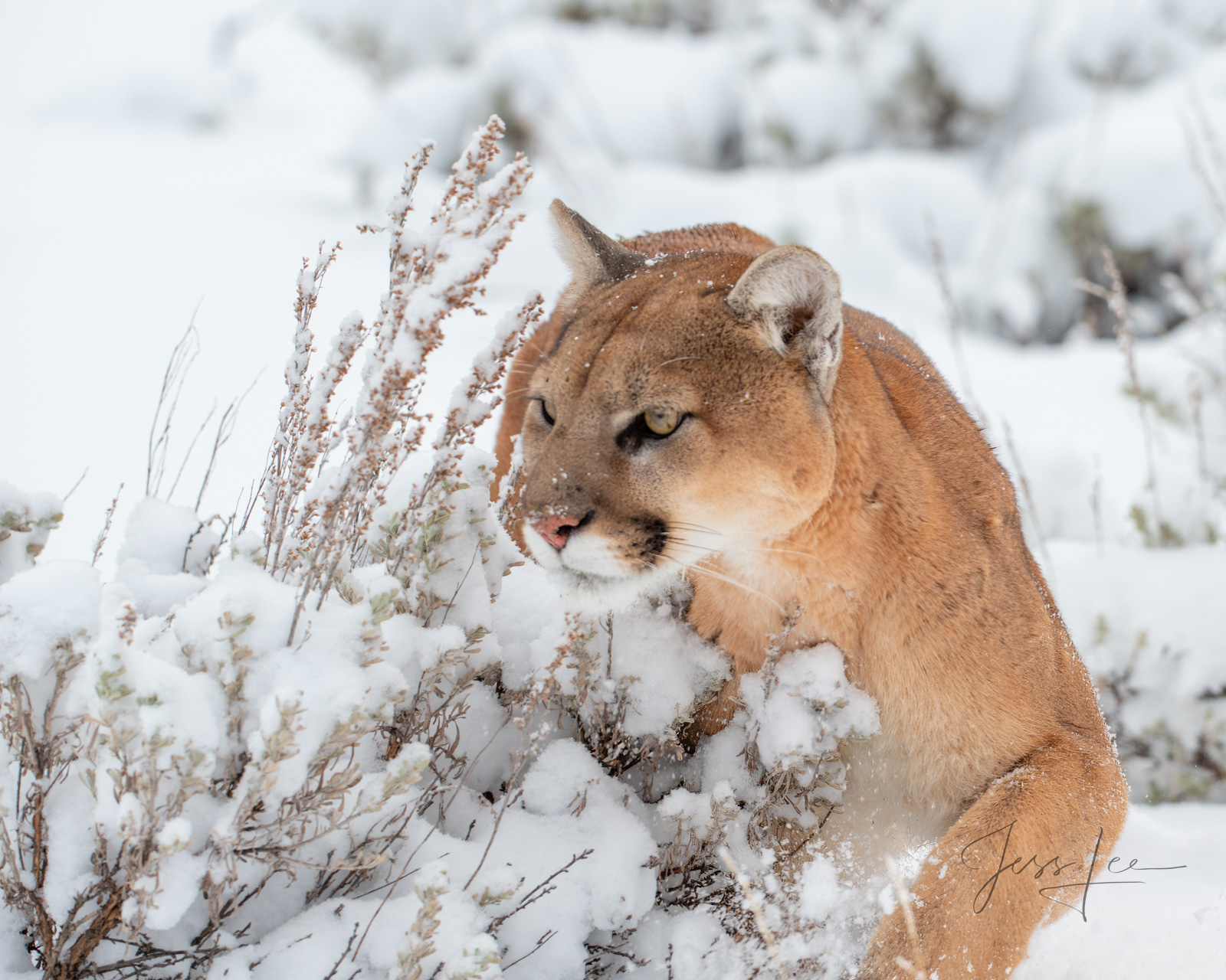 Mountain Lion Photo | Pictures taken in the wild by a chance encounter with a Cougar while searching for iconic western North...