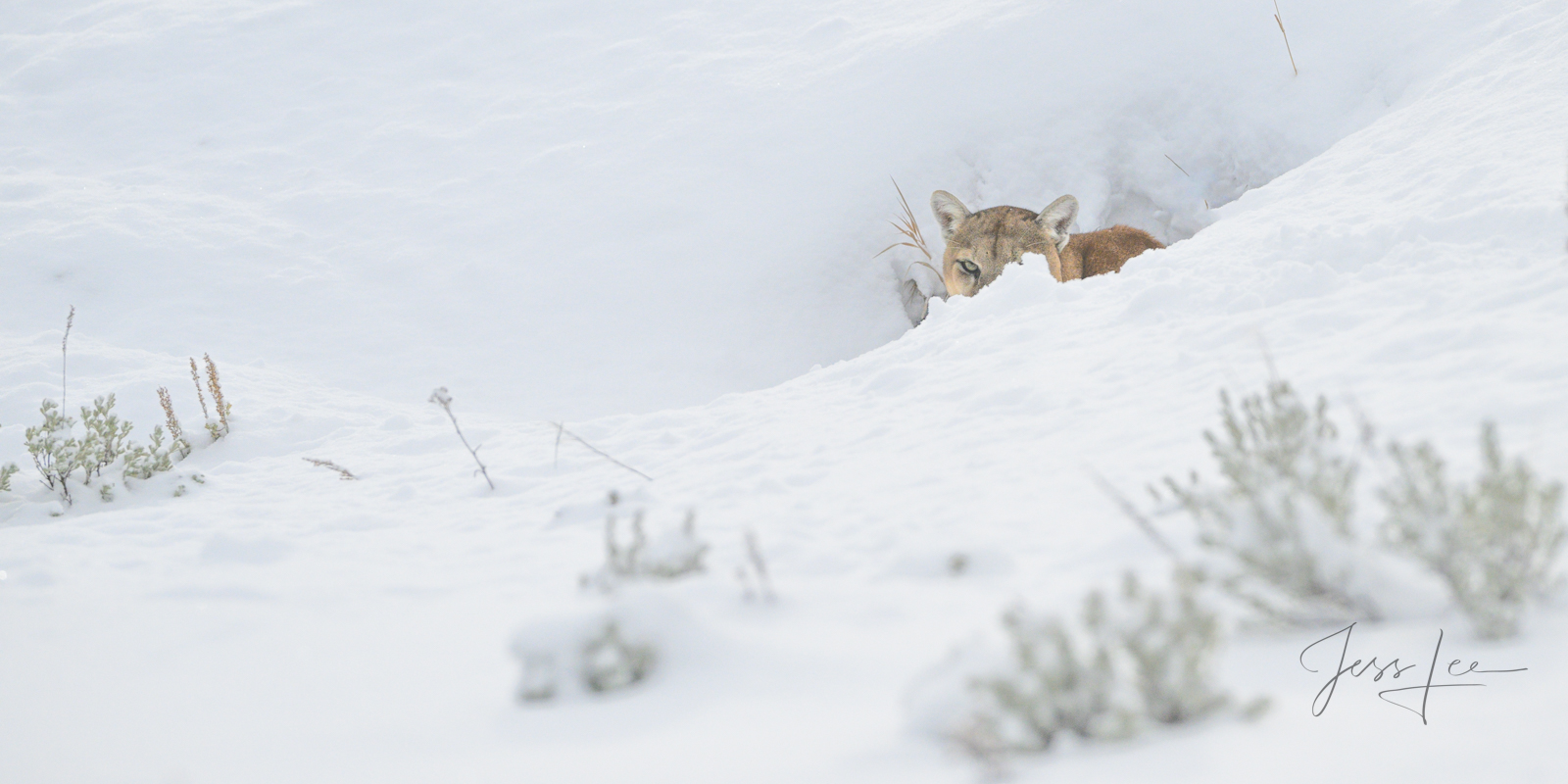 Wild Mountain Photo | Pictures taken in the wild by a chance encounter while searching for iconic western North American predators...