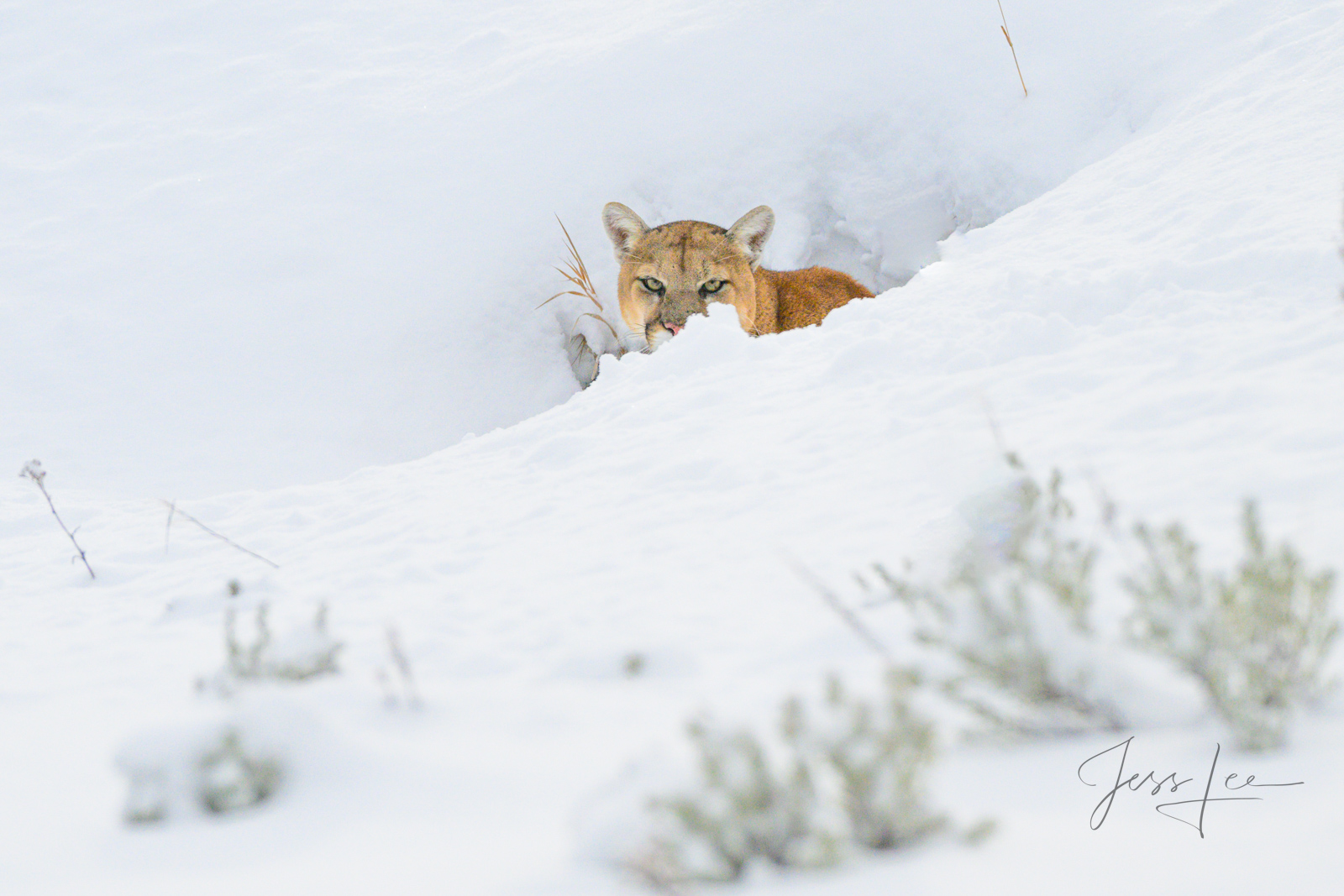 First Look Mountain Lion Photo | Pictures taken in the wild by a chance encounter with a Cougar while searching for iconic western North...