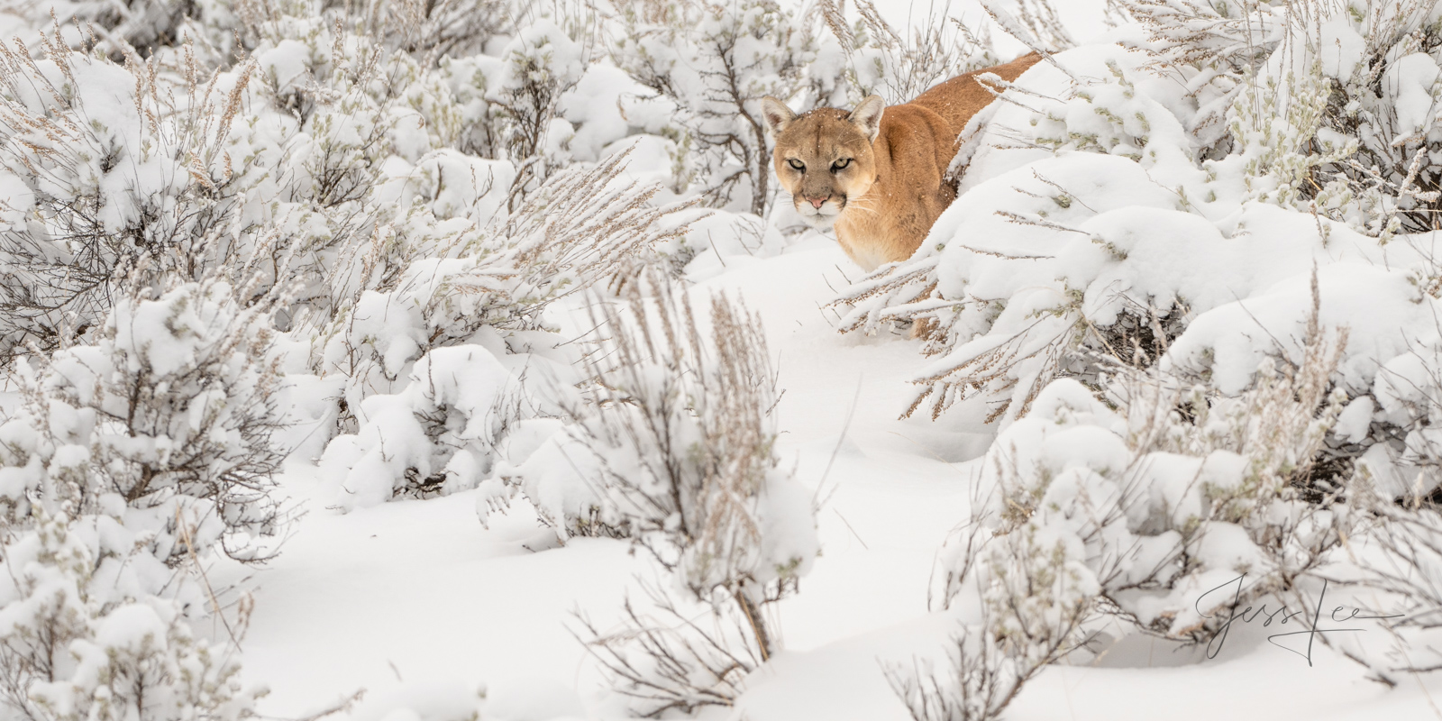 Back from Beyond Mountain Lion Photo | Pictures taken in the wild by a chance encounter with a Cougar while searching for iconic western North...