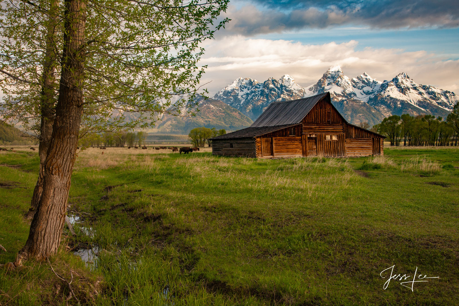 Grand Teton Mormon Row Barn 