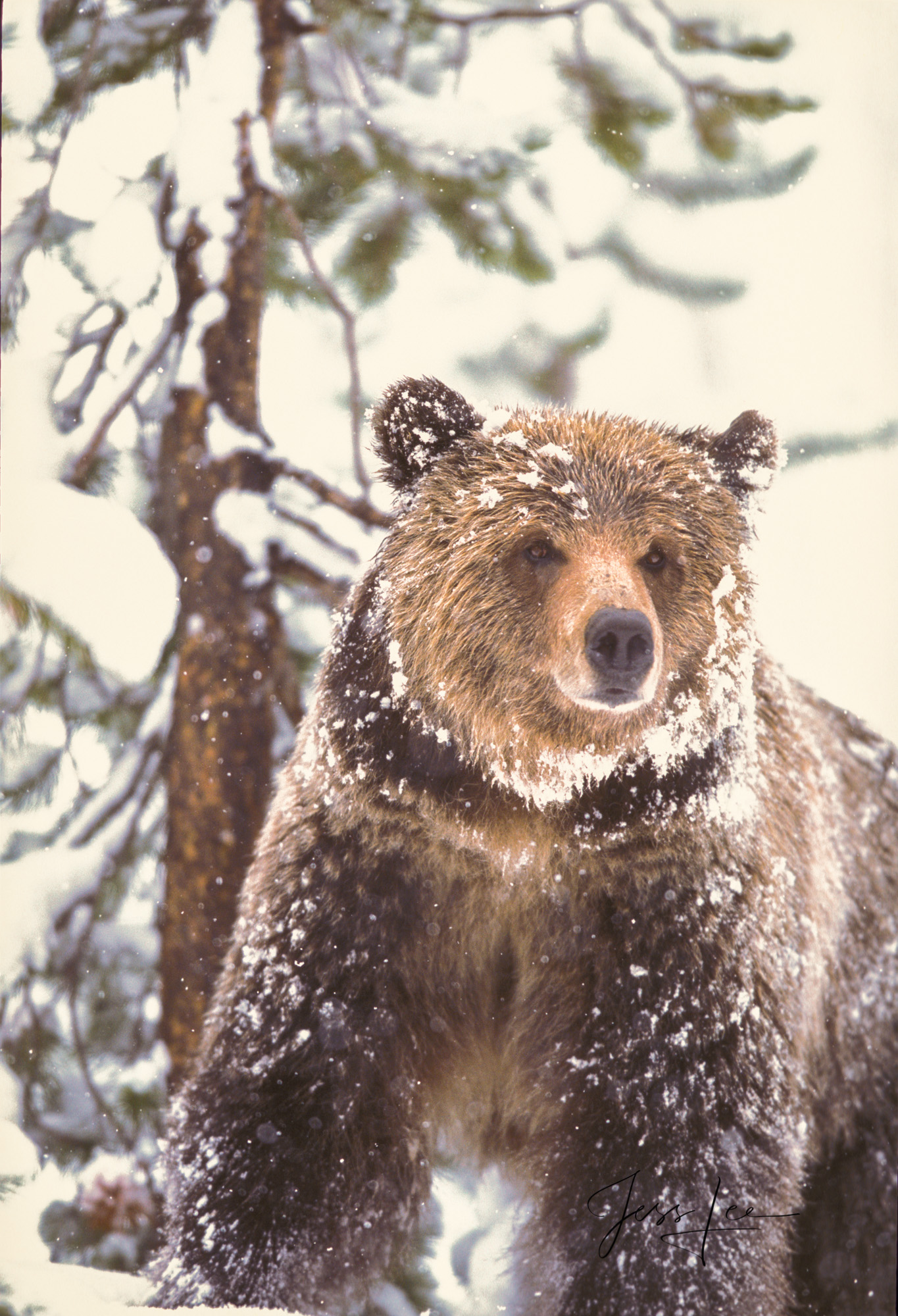 Yellowstone Grizzly in Snow Yellowstone Grizzly Bear during Spring snow storm. Limited edition of 800 prints. These Grizzly bear fine art wildlife photographs...
