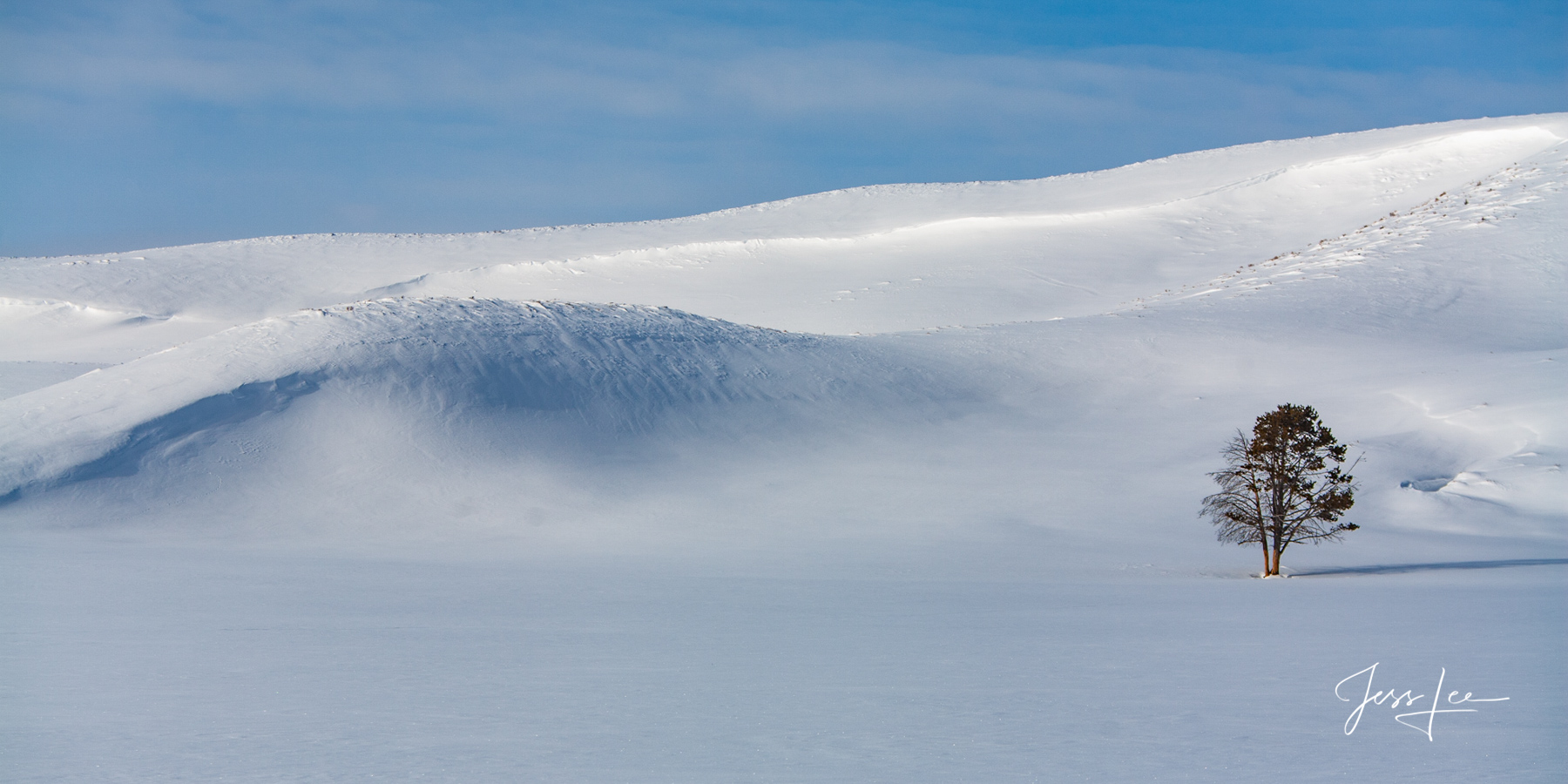 Against All Odds Yellowstone National Park Photography Print of a frozen tree in Hayden Valley.