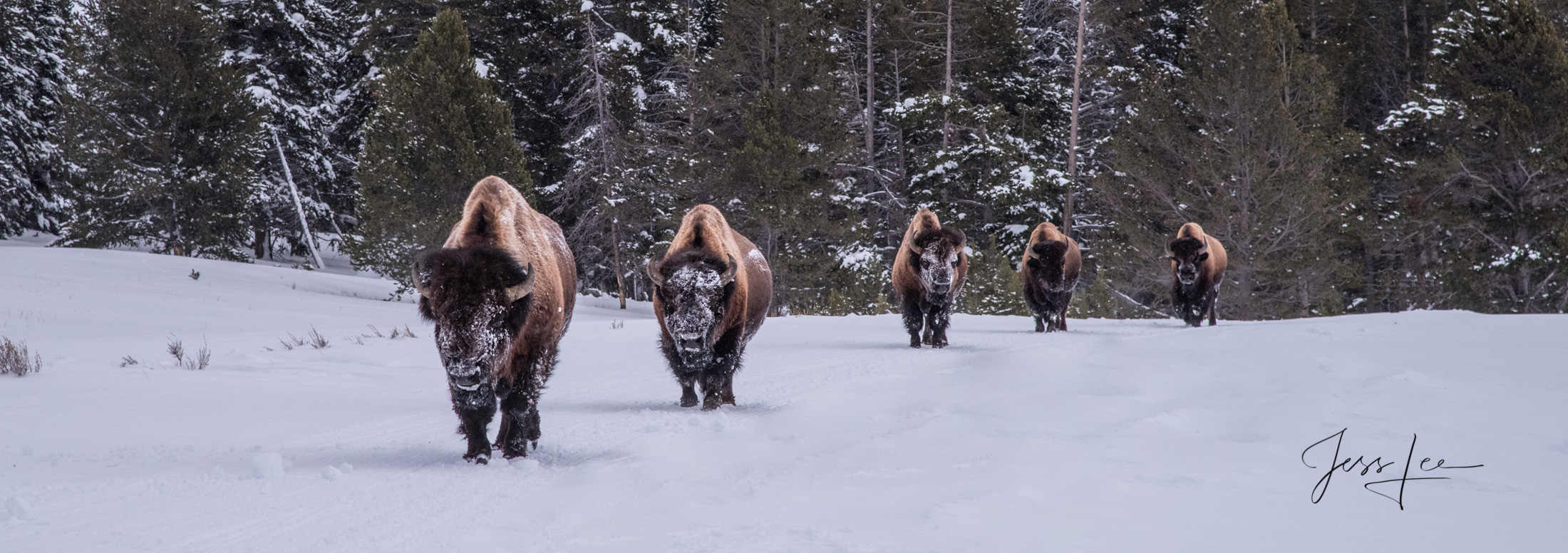 Yellowstone Bull Bison lined up walking in winter snow with snow on there face.
