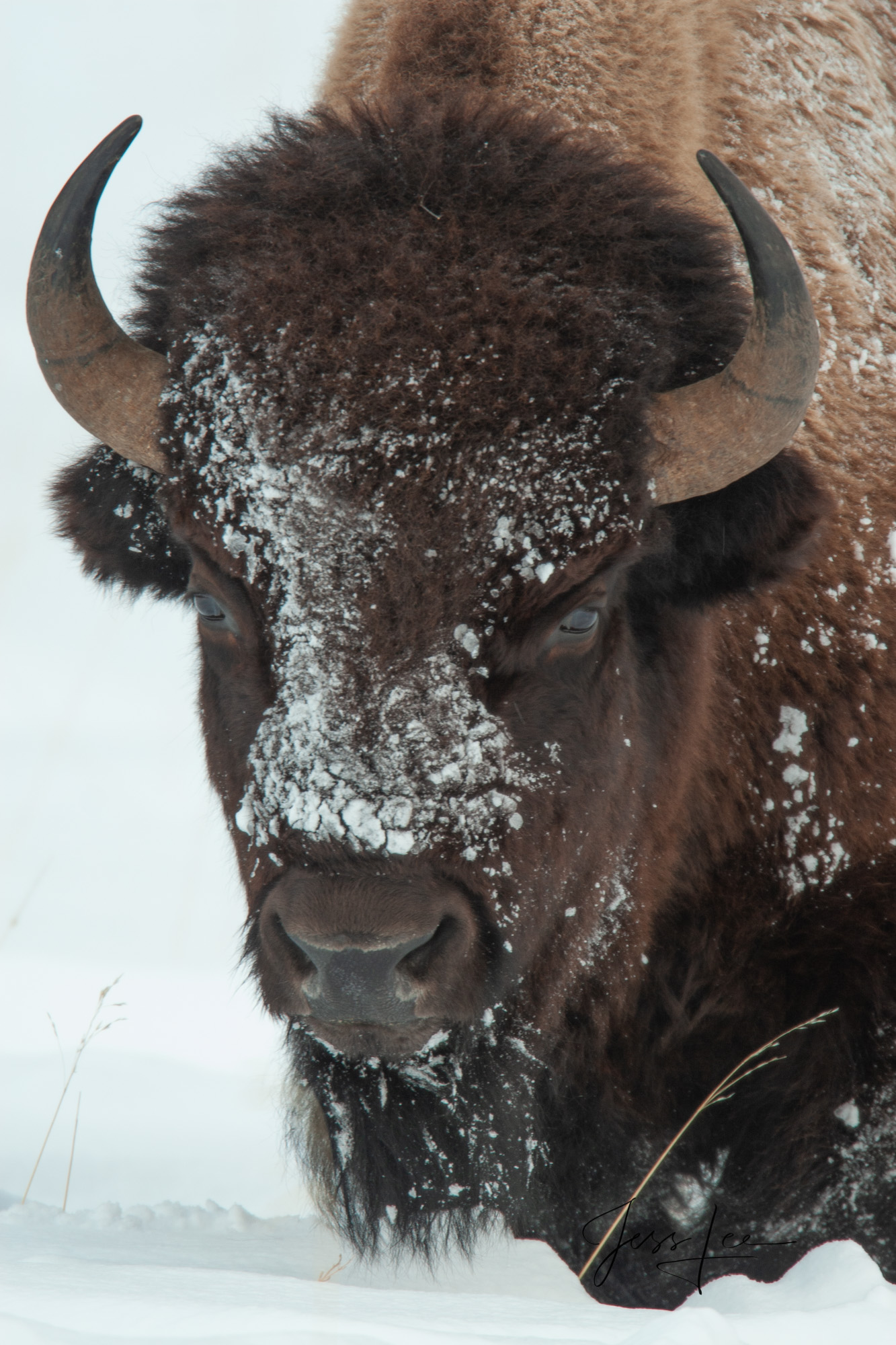 Yellowstone Bison or American Buffalo.. A Limited Edition of 800 Prints. These Snowy Faced Bison fine art wildlife photographs...
