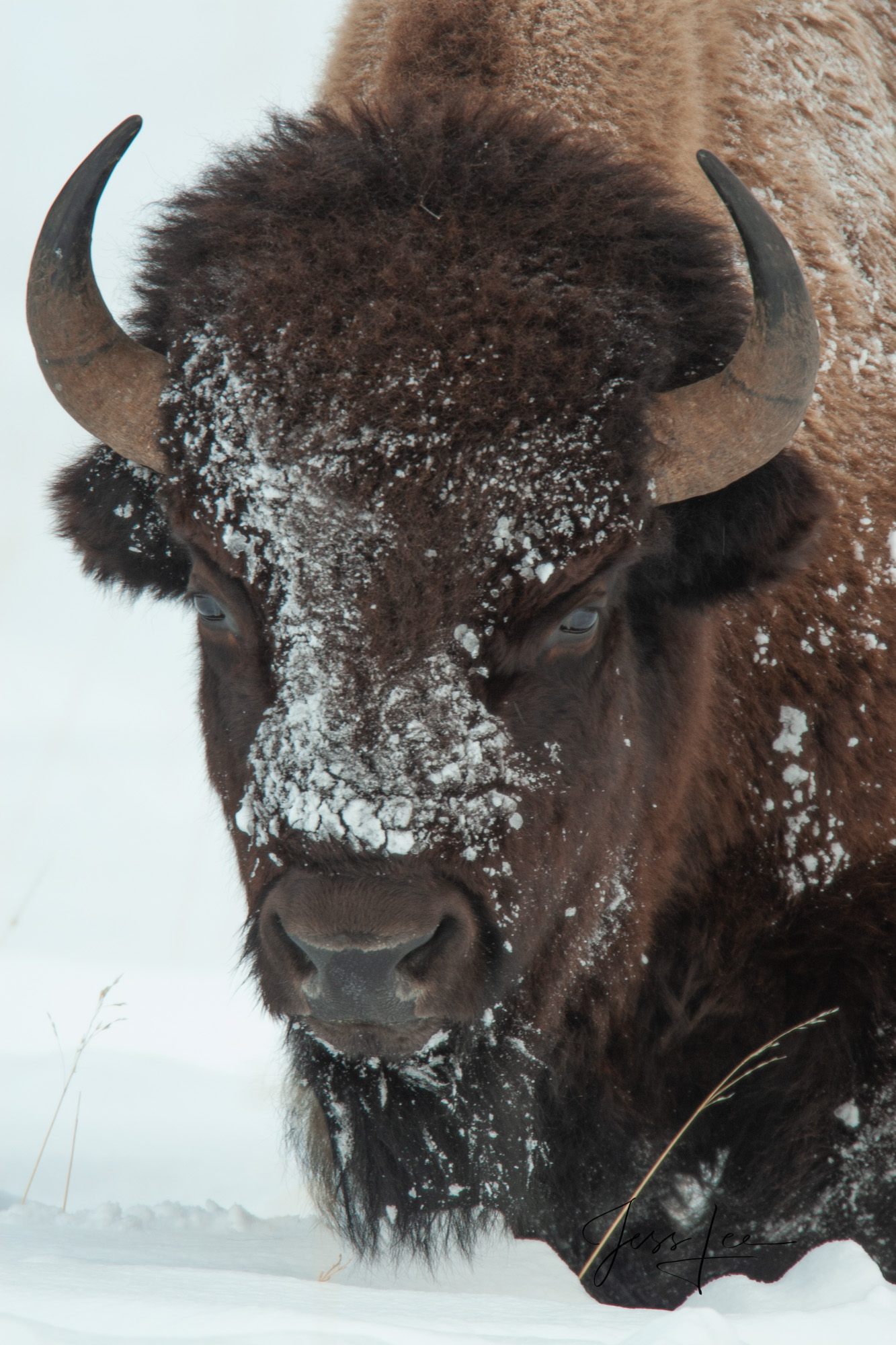 Bison with snow on the face. Yellowstone Bison or American Buffalo.. A Limited Edition of 800 Prints. These Snowy Faced Bison fine art wildlife photographs...