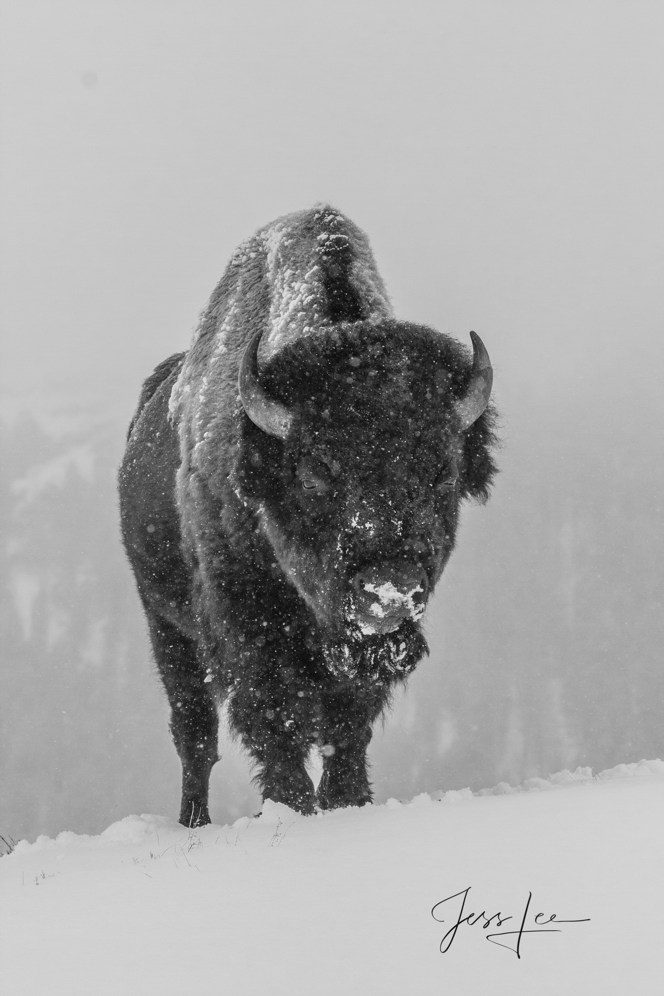 Winter Buffalo in snow Black and White Photo Bison in snow yellowstone Photography Fine Art Print.