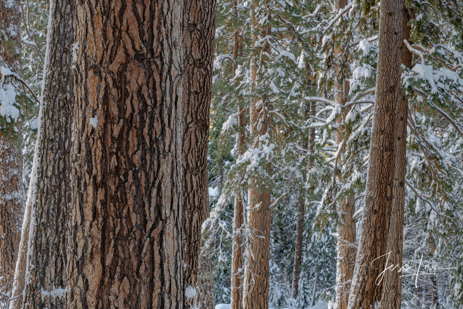 Tree Photography Print