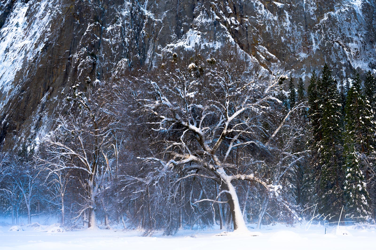 1 of 200 California Landscape Prints of Forest Enchantment inYosemite valley. This is part of the luxurious collection of fine...