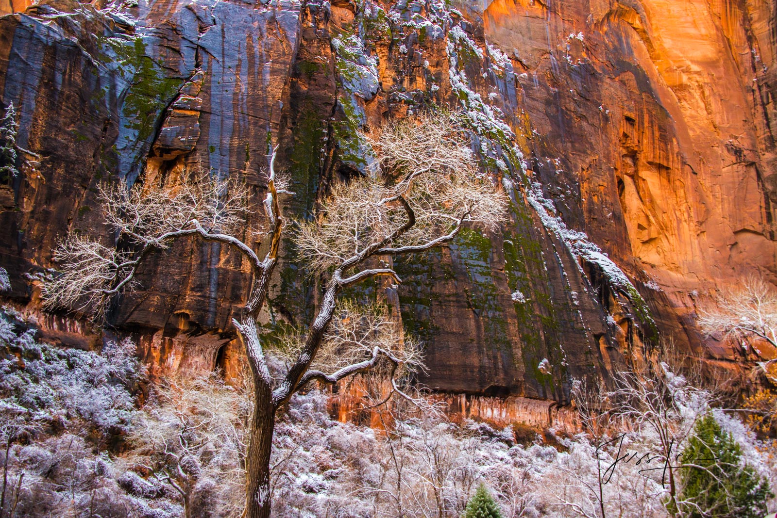 Zion Red Rocks and Snowy Trees