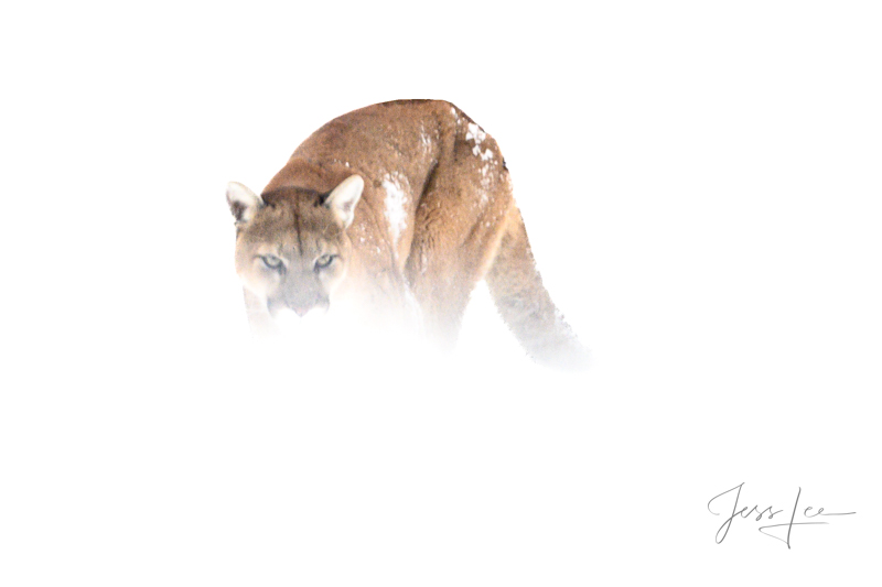 Mountain Lion disappearing in the fog