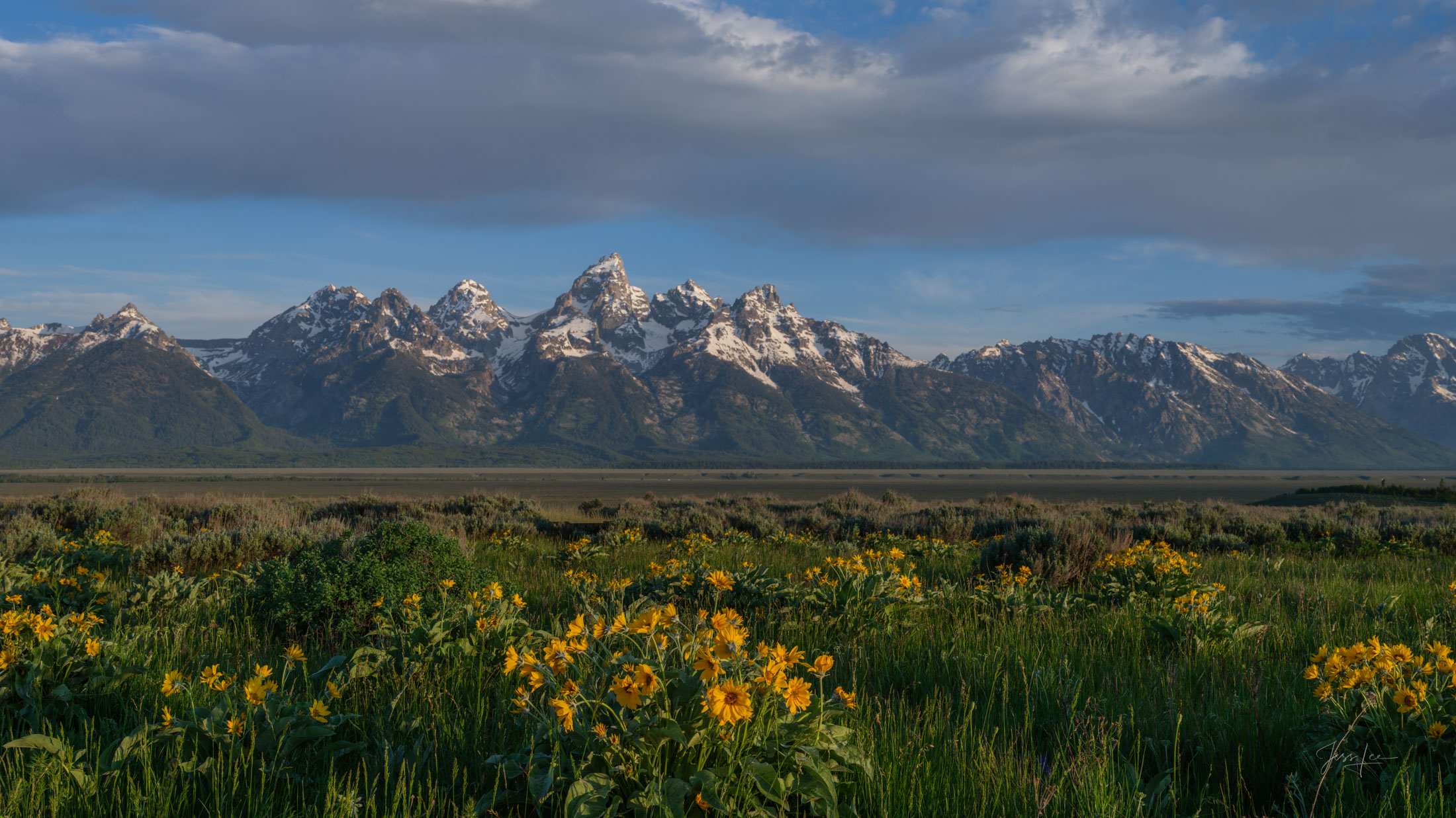 Teton Summer Panorama Grand Teton Print, Large Format, Mountains, and Flowers, fine art, limited edition Photography, masterwork. Panoramic style