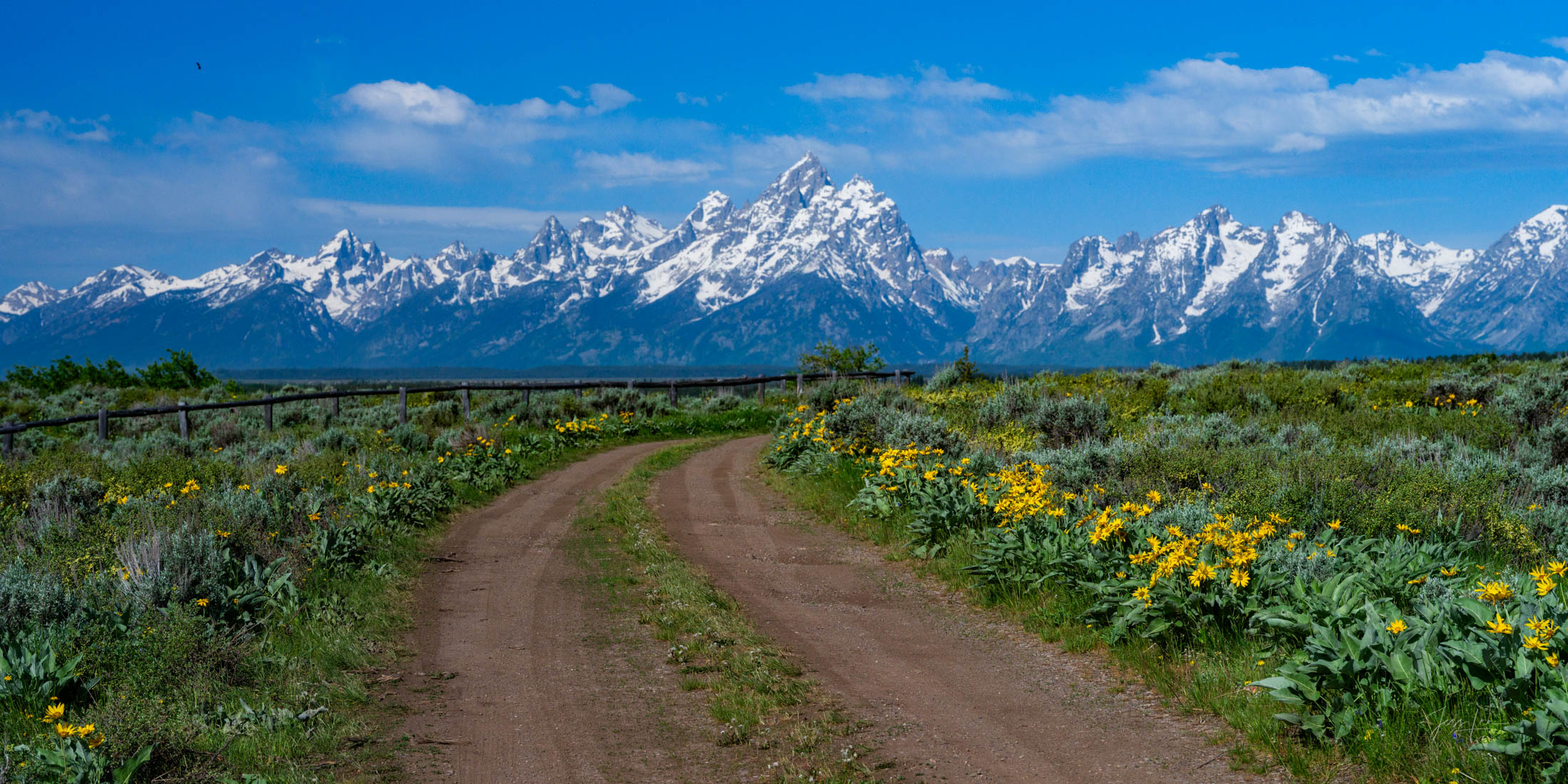 Teton Backroad Grand Teton Print, Large Format, Mountains, and Flowers, fine art, limited edition Photography, masterwork.
