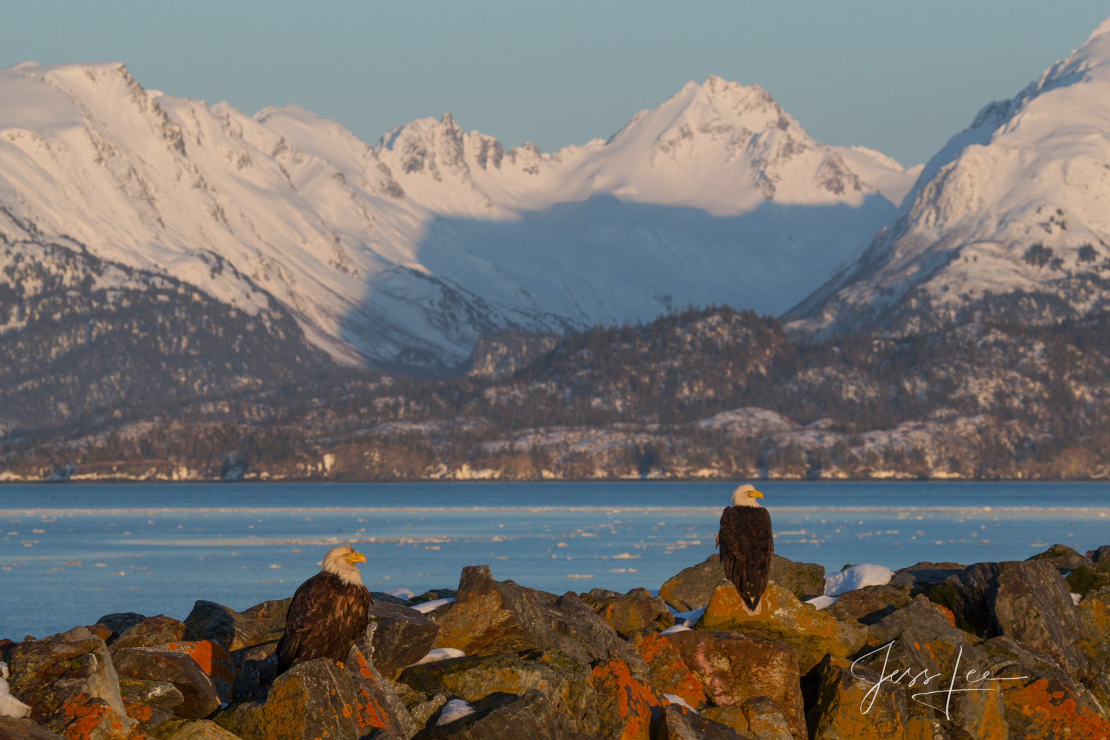 Bring home the power and beauty of the amazing fine art American Bald Eagle photograph The Rise #2 by Jess Lee from his Wildlife...
