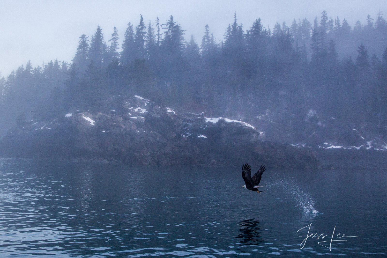 Bring home the power and beauty of the amazing fine art American Bald Eagle photograph The Rise #3 by Jess Lee from his Wildlife...