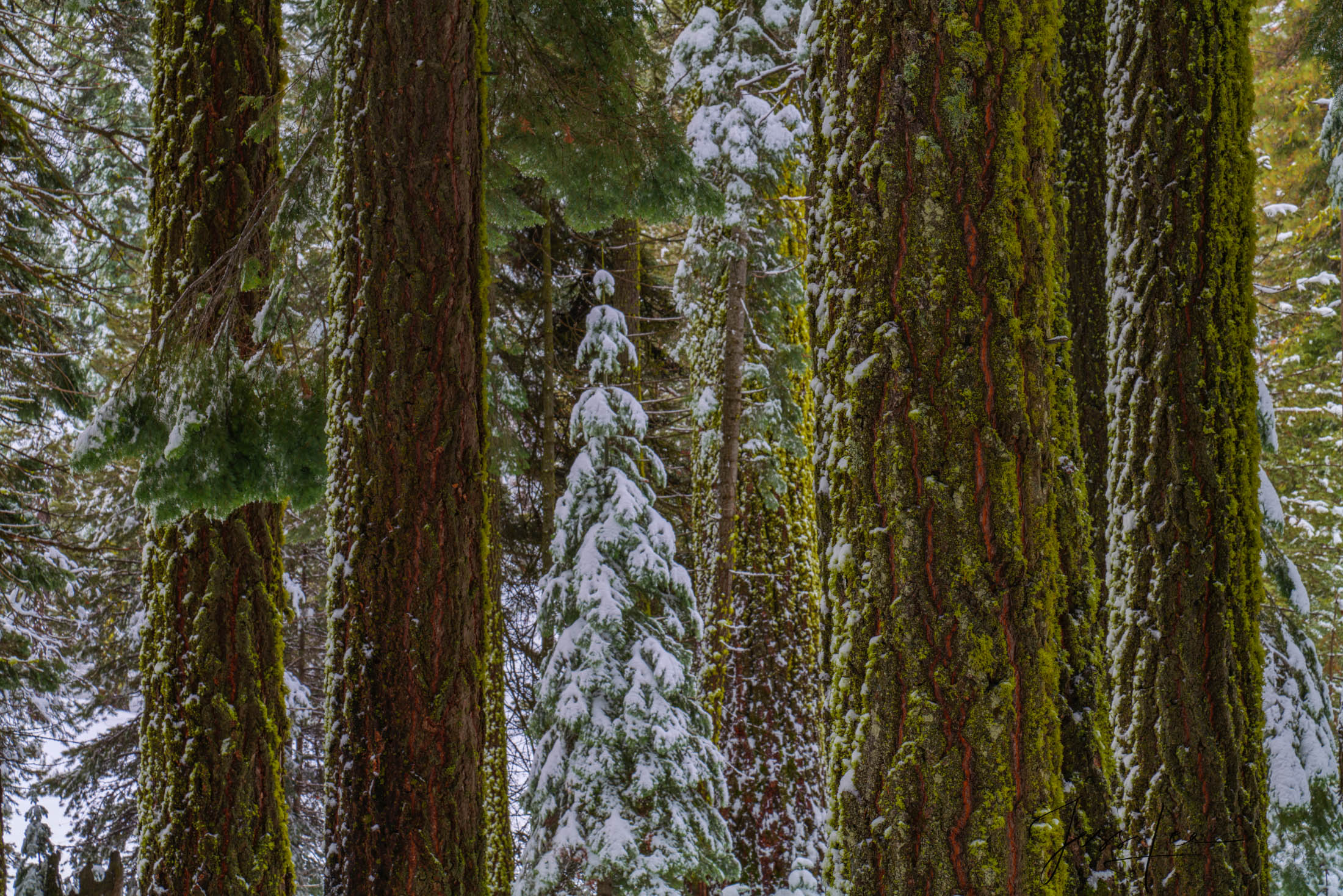 Big Trees in Winter A beautiful Black and White Fine Art Photography Print Of Yosemite in Winter