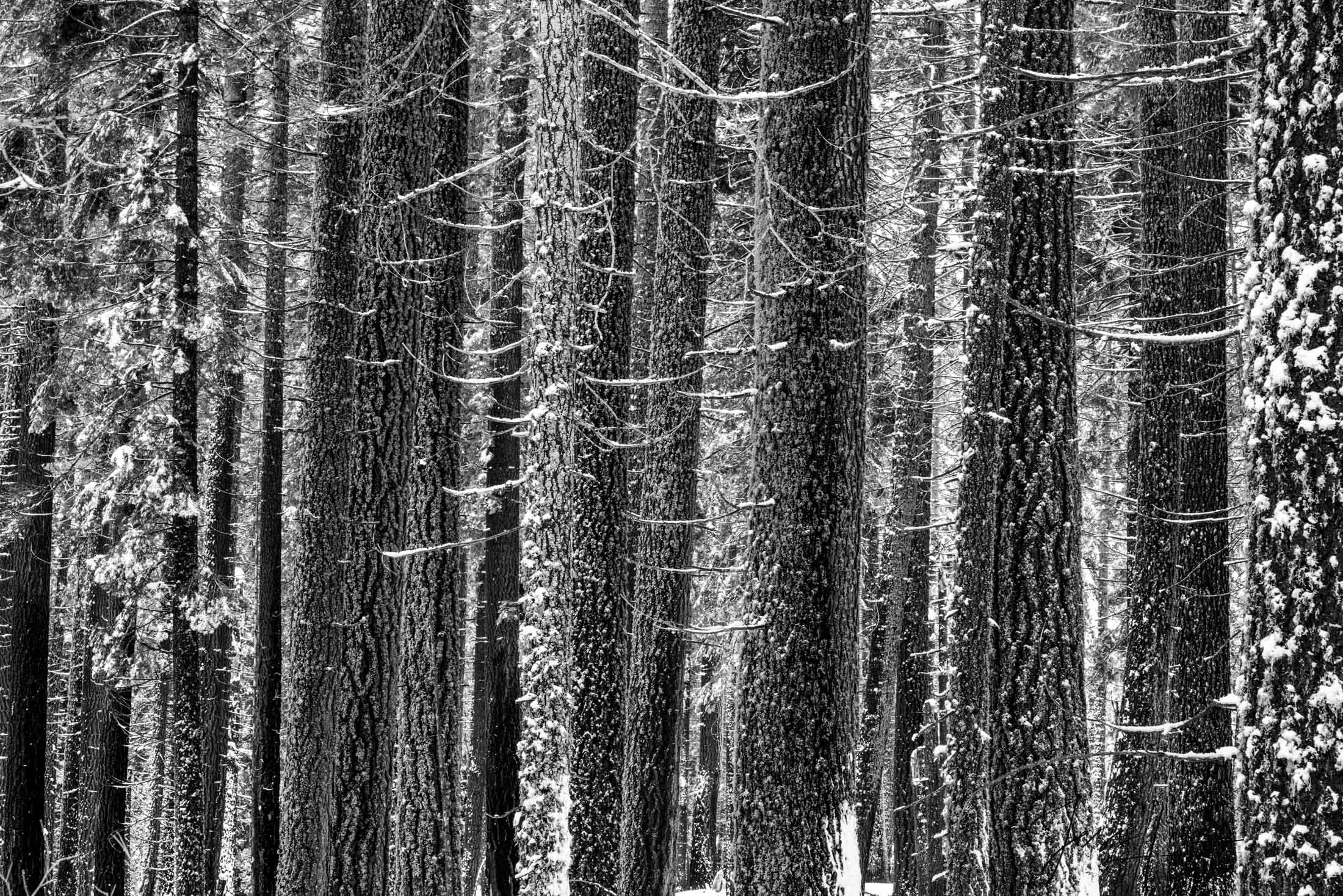 Chillin - A beautiful Black and White Fine Art Photography Print Of Yosemite in Winter. I had been waiting for days in the valley...