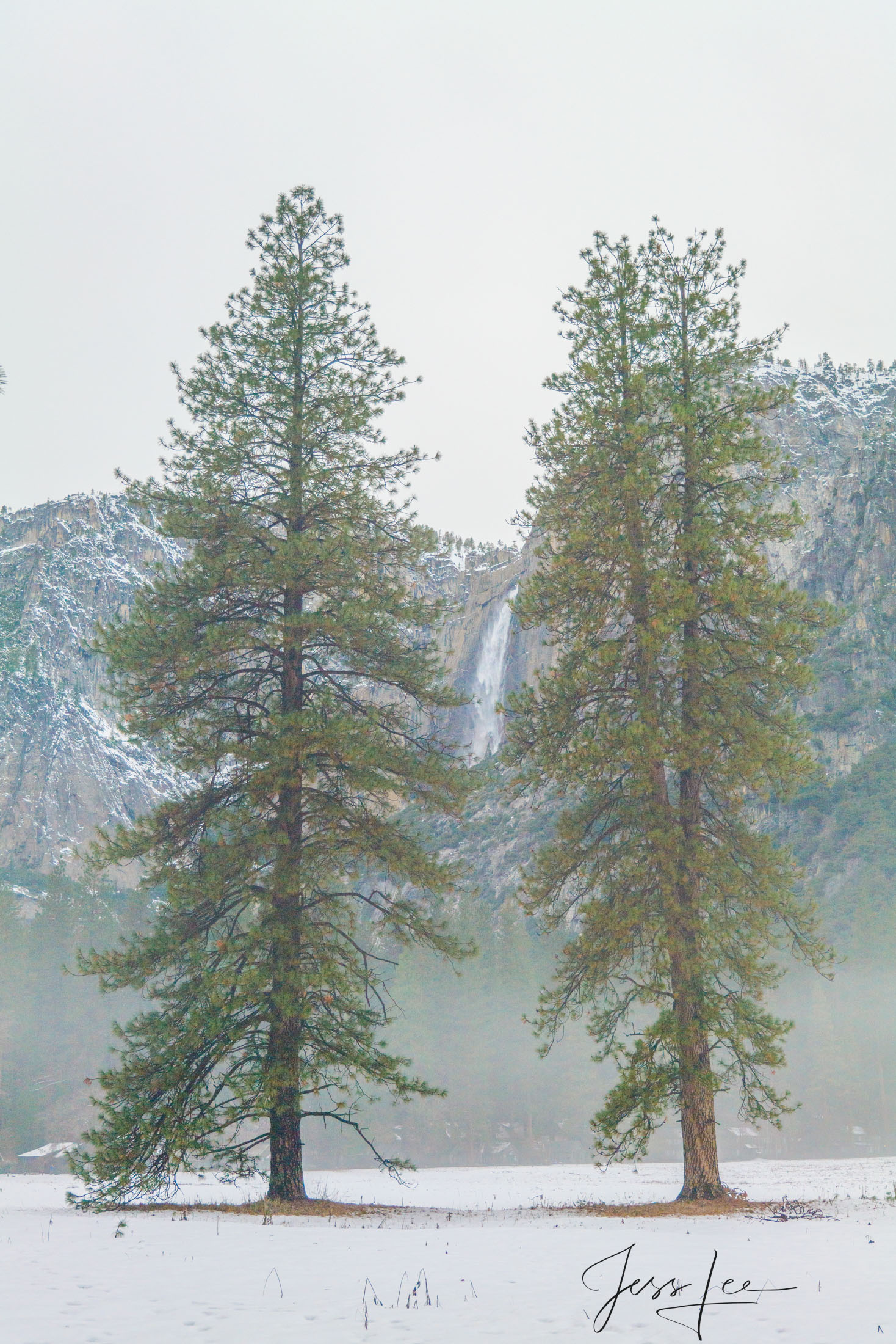 A beautiful view of Yosemite Falls peaking between twin trees in Yosemite Valley. A Fine Art Photography Print Of Yosemite in...